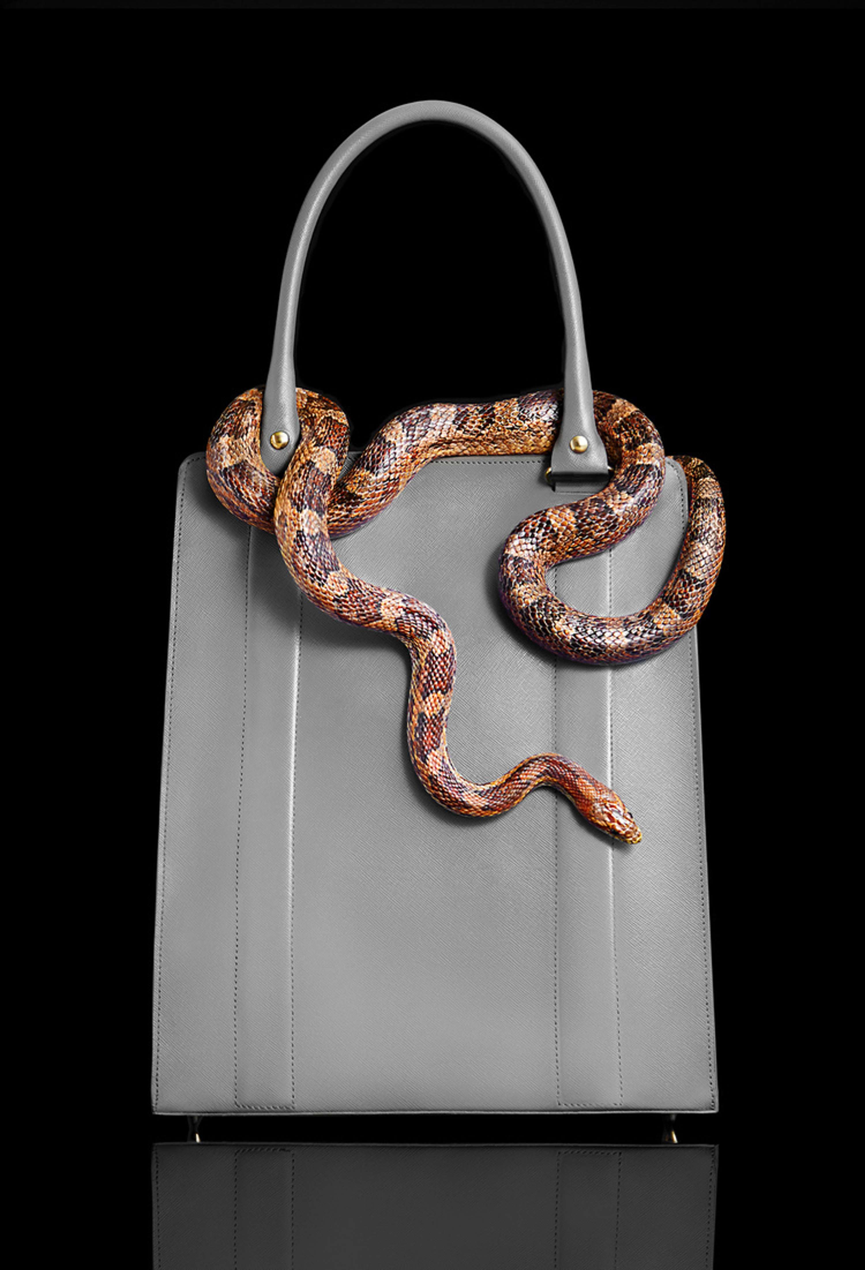 Reptiles by Josh Caudwell