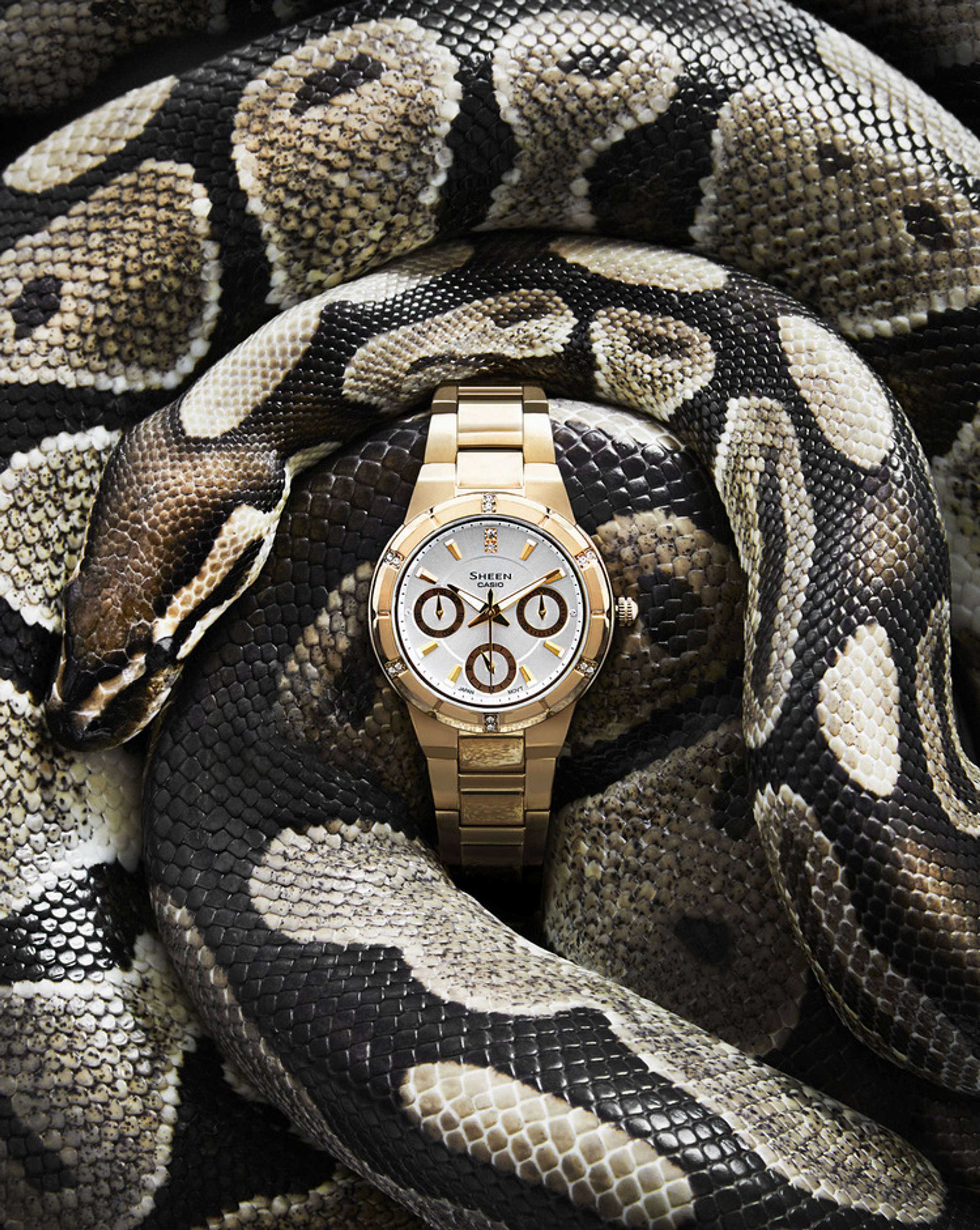 Reptiles by Josh Caudwell