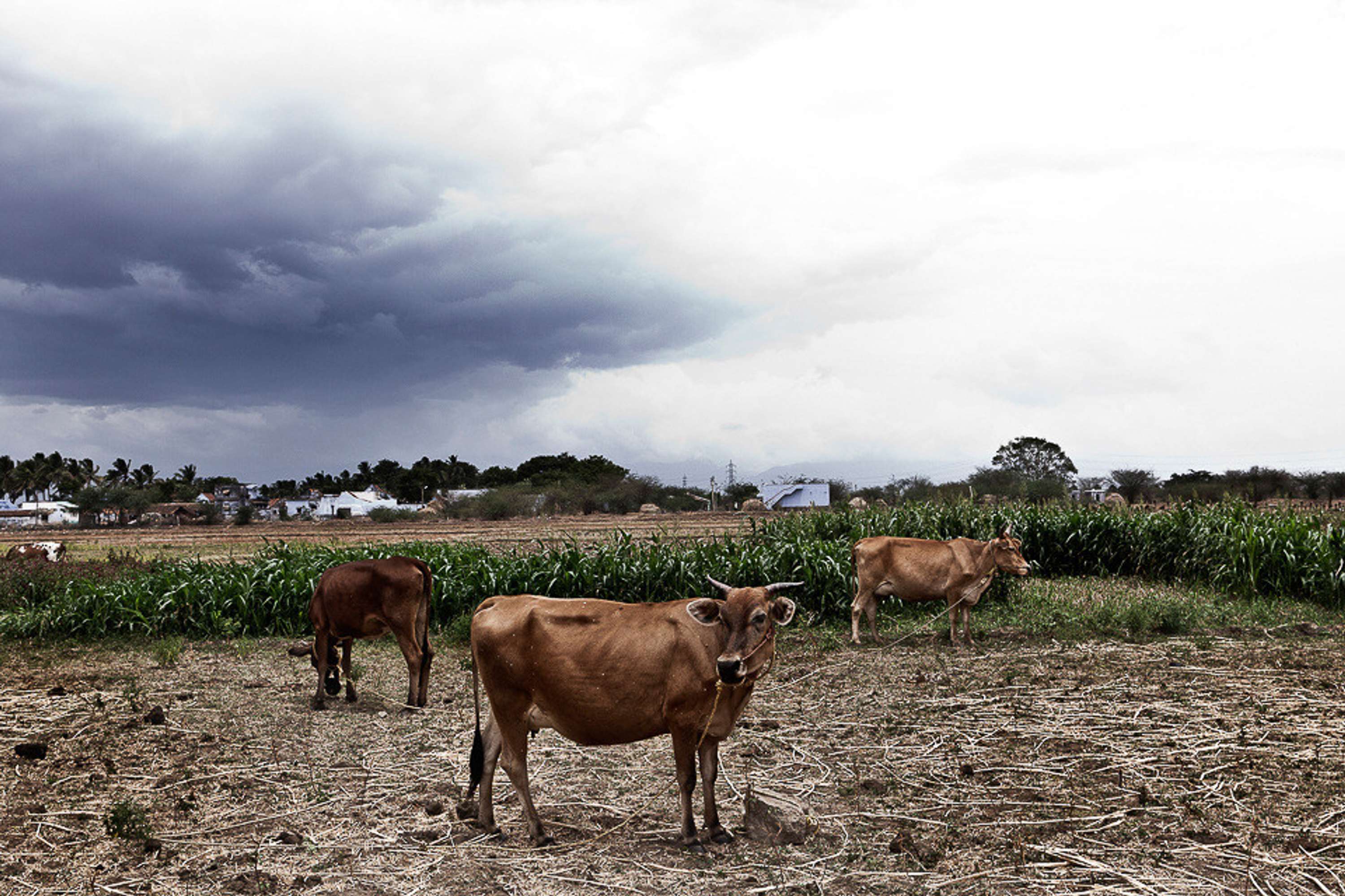 FARMLAND - Tamil Nadu Organic Farming I by Luigi Storto