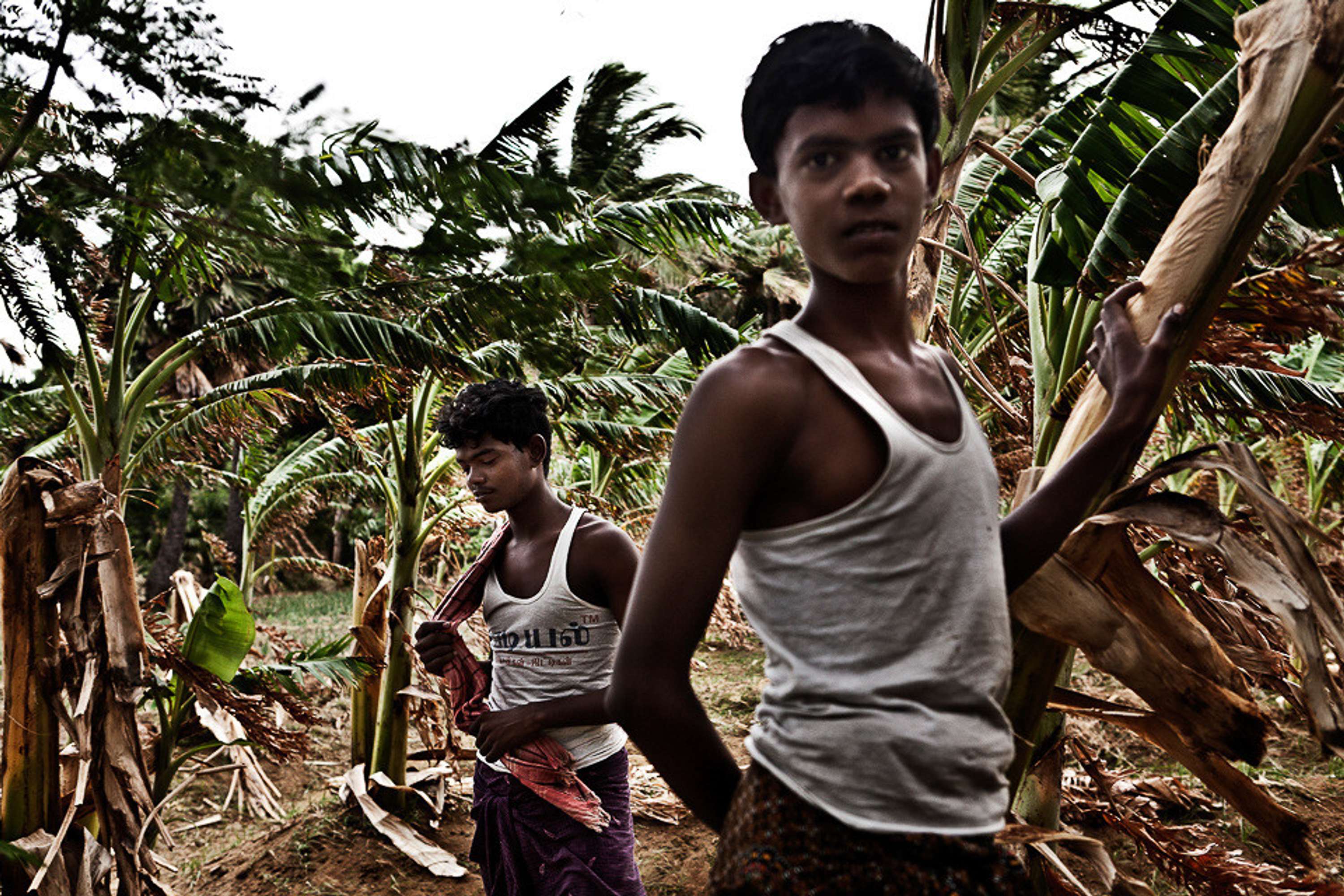 FARMLAND - Tamil Nadu Organic Farming I by Luigi Storto
