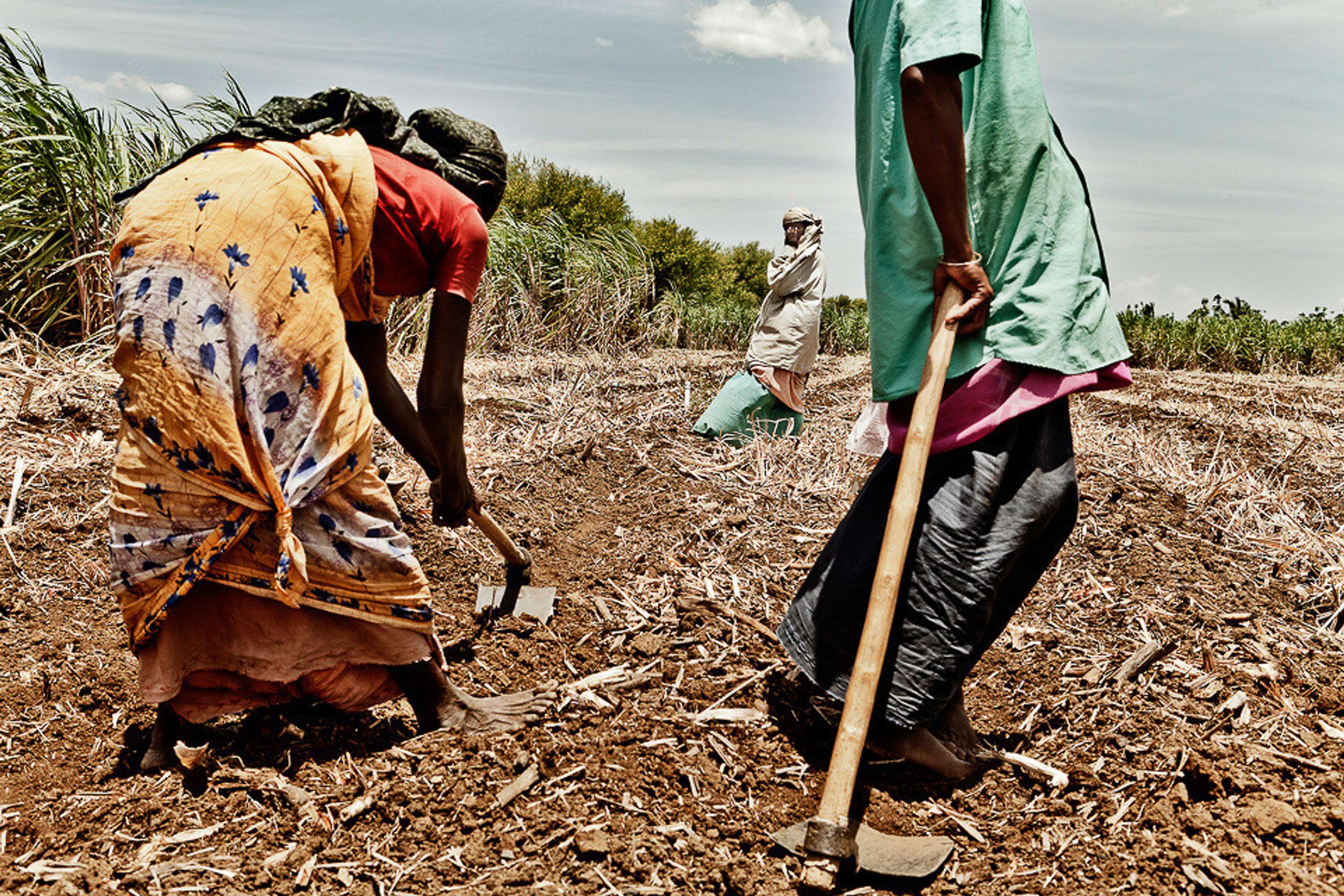 FARMLAND - Tamil Nadu Organic Farming I by Luigi Storto