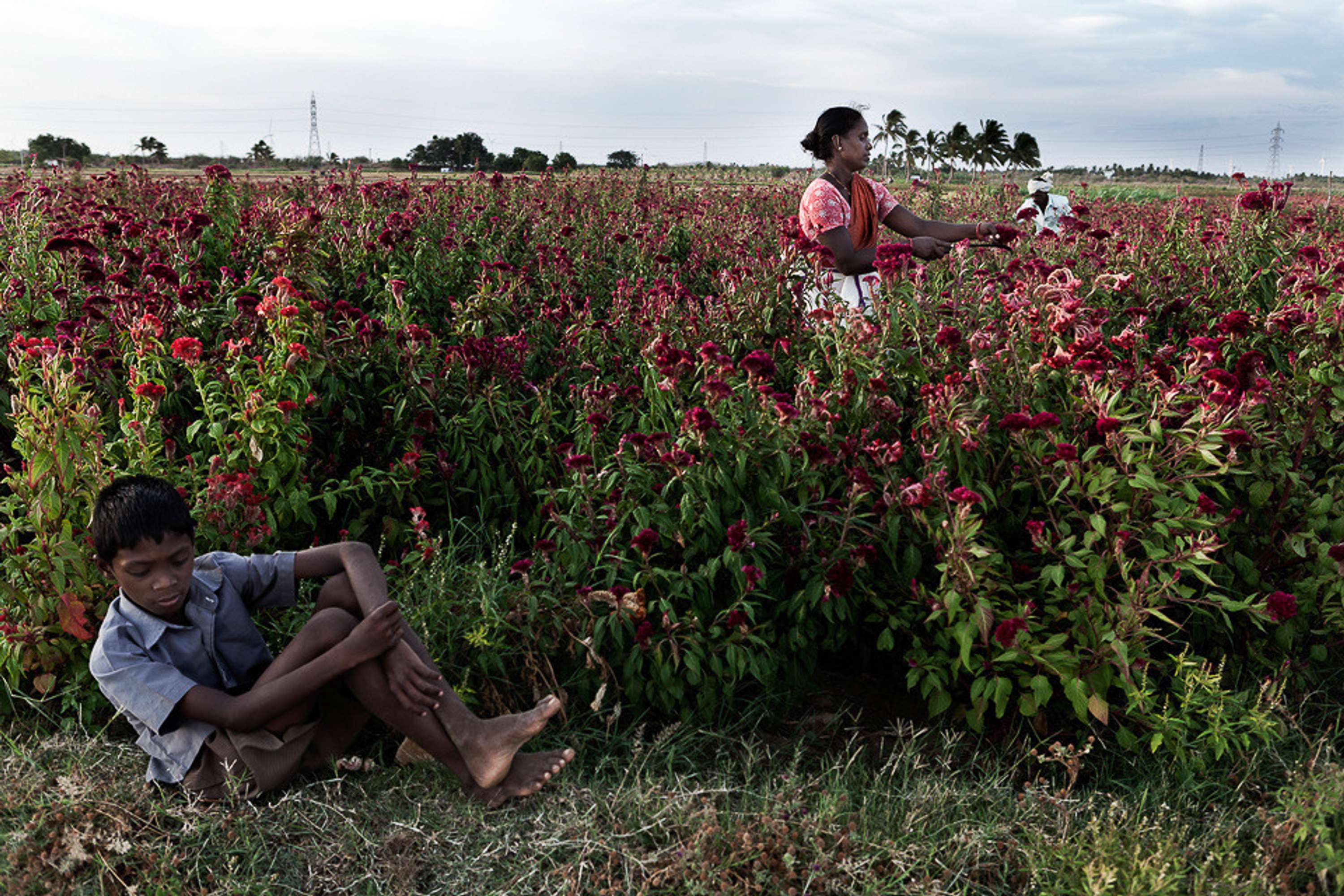 FARMLAND - Tamil Nadu Organic Farming I by Luigi Storto
