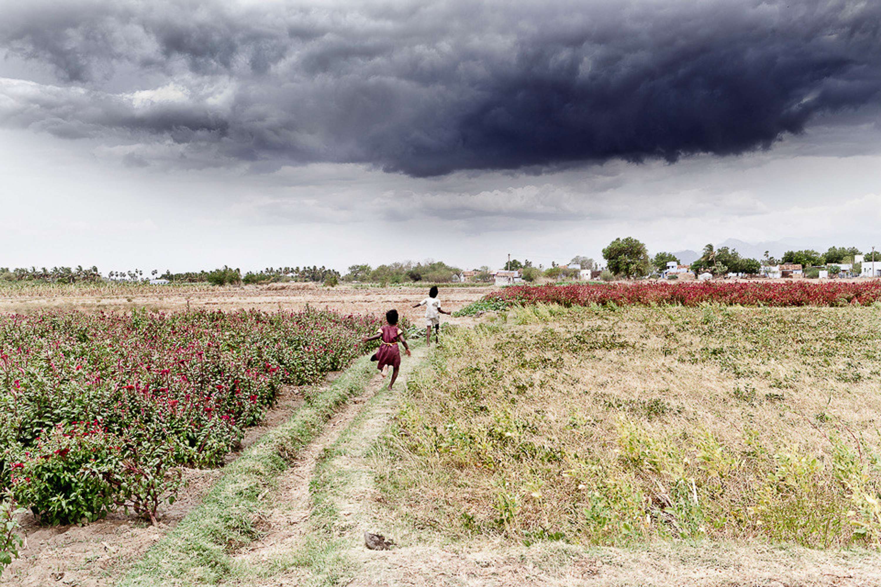 FARMLAND - Tamil Nadu Organic Farming I by Luigi Storto
