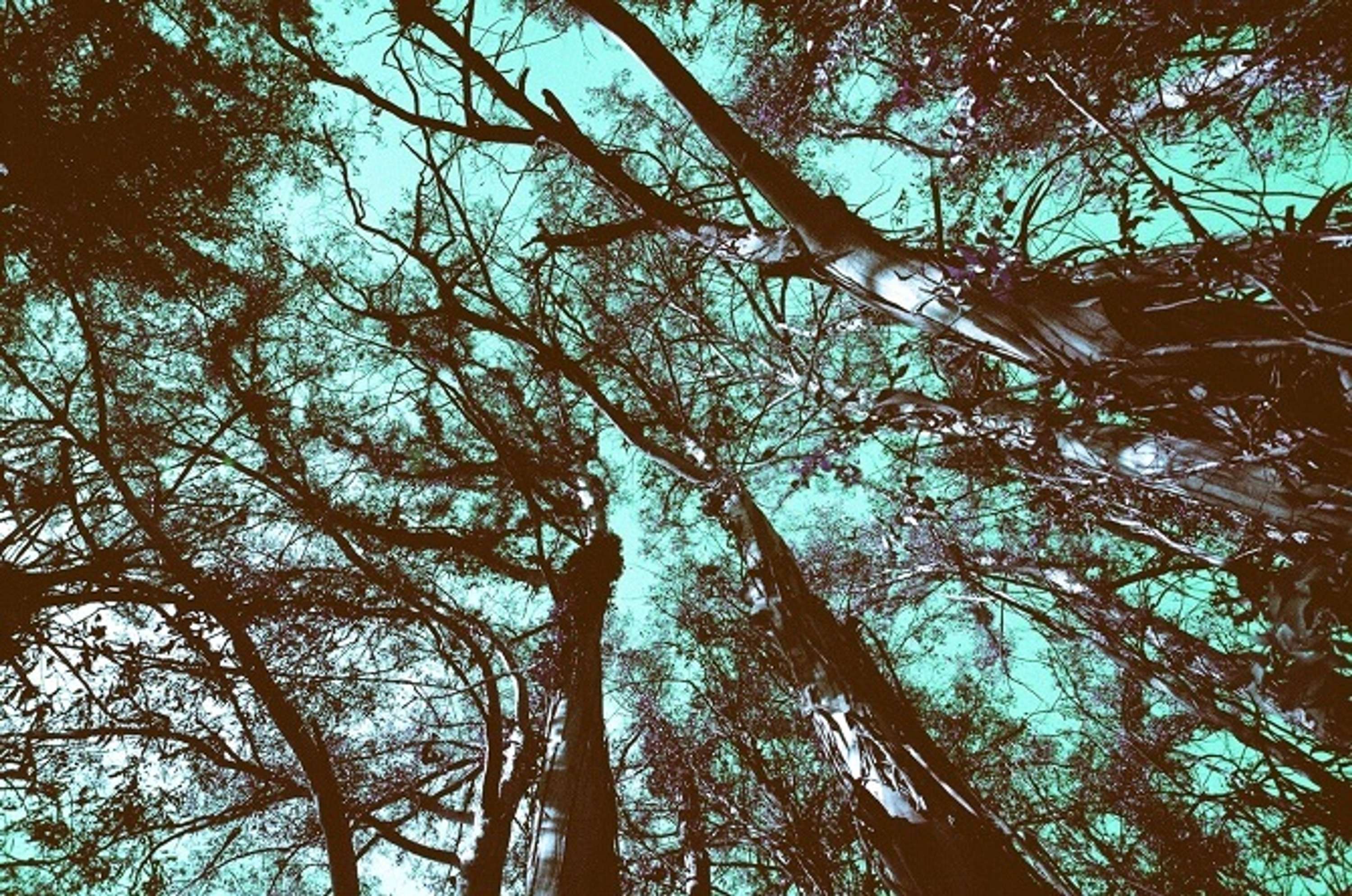 Tripping on Infrared - California series by Adam K Popli