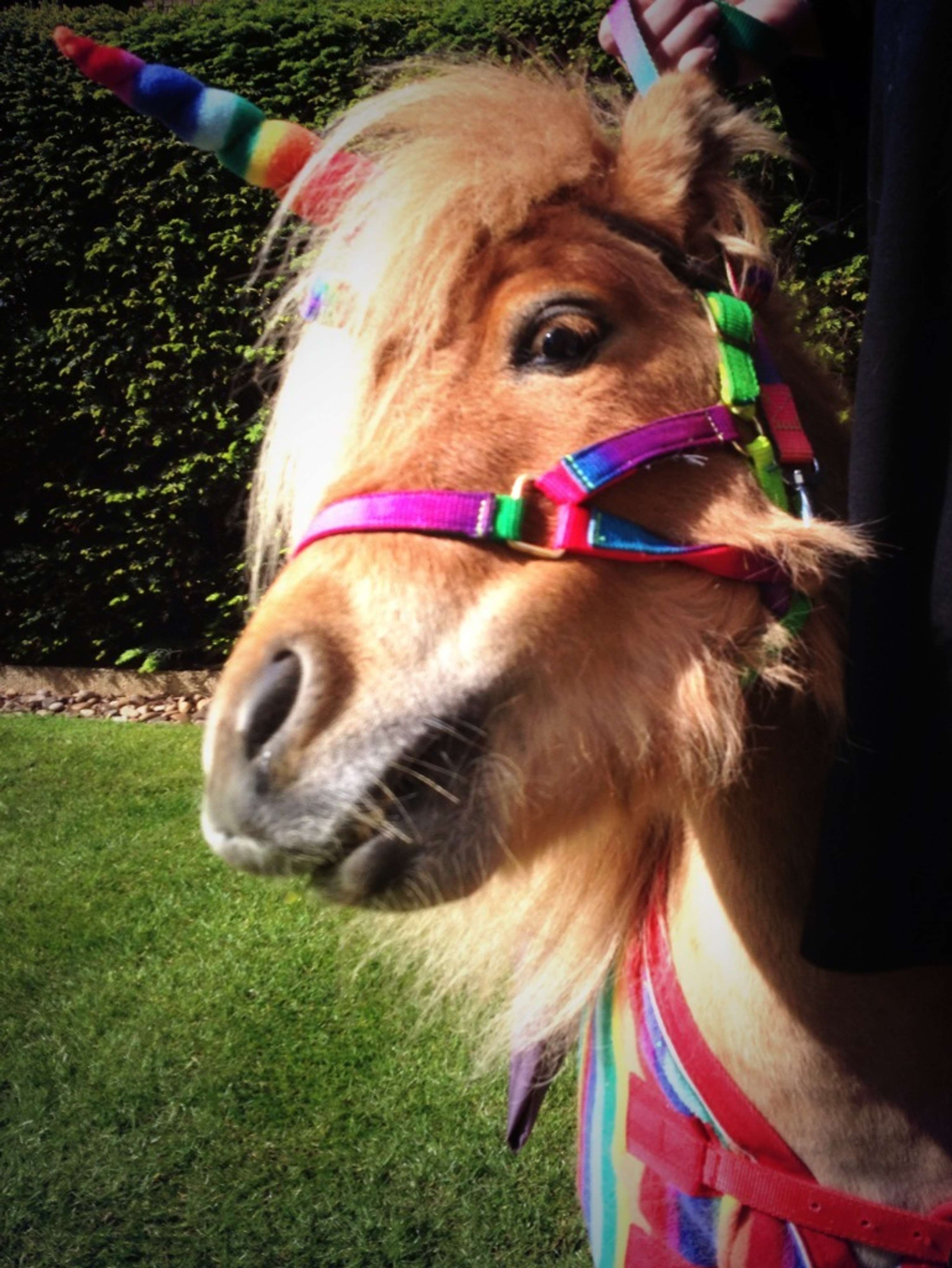 Bjorn the Unicorn by NABS