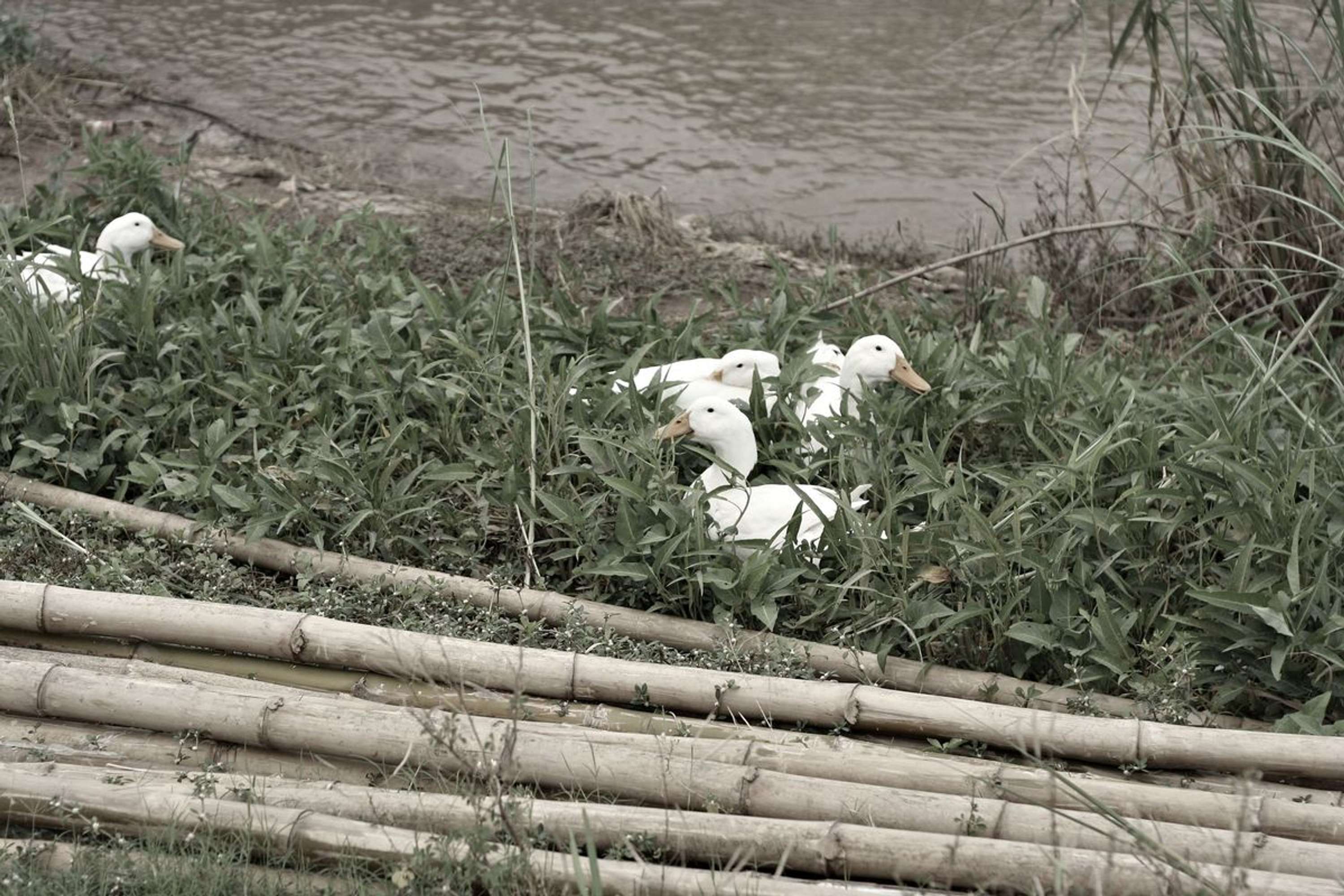 Cham River, Phnom Penh by Sarah Jane Enson