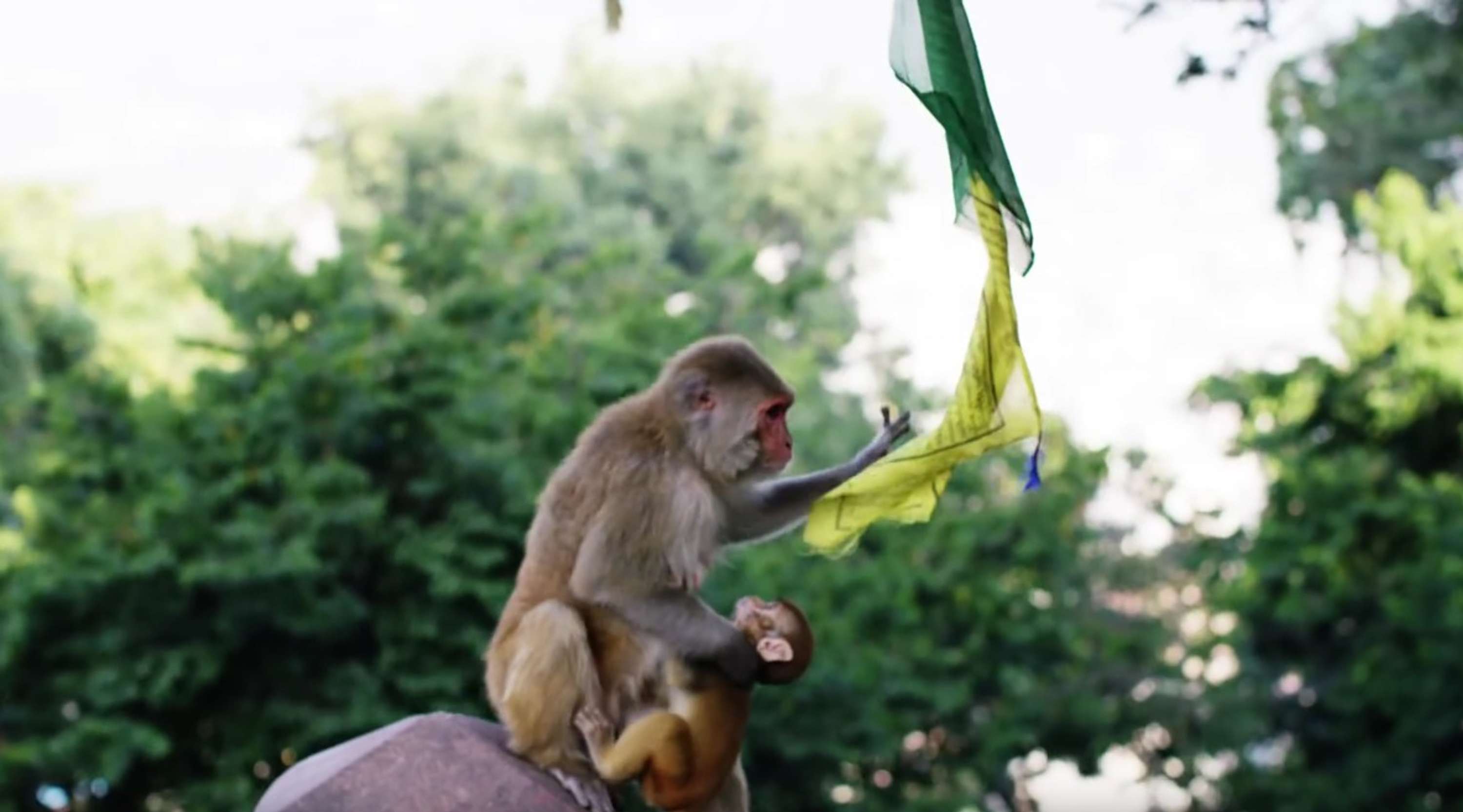Nepal - Adventures of Teamsupertramp in 4K - #fortunetraveller by Rightster