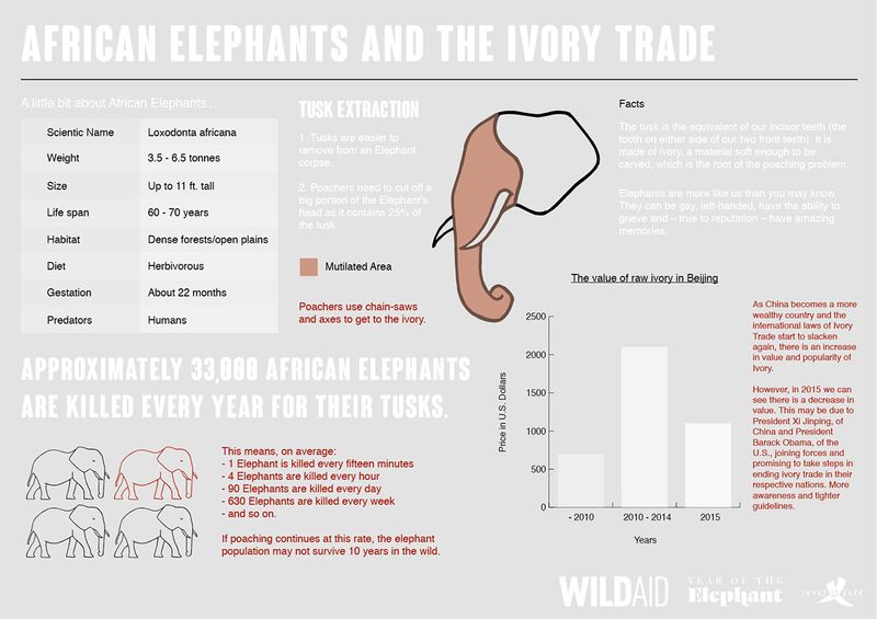 Infographic on the Ivory Trade by Sheena Mistry
