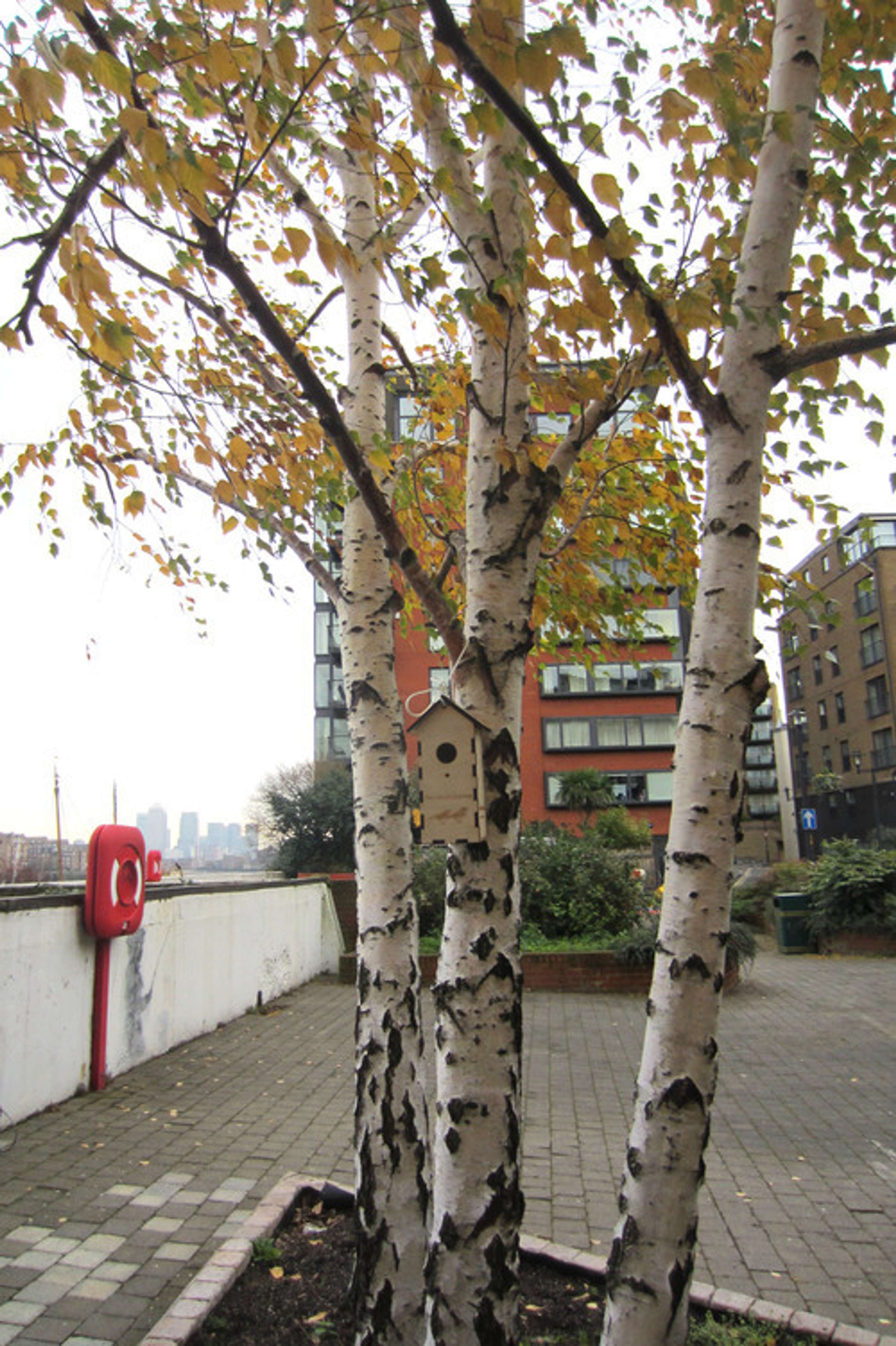 SAVE THE SPARROWS by Lorna Boyle