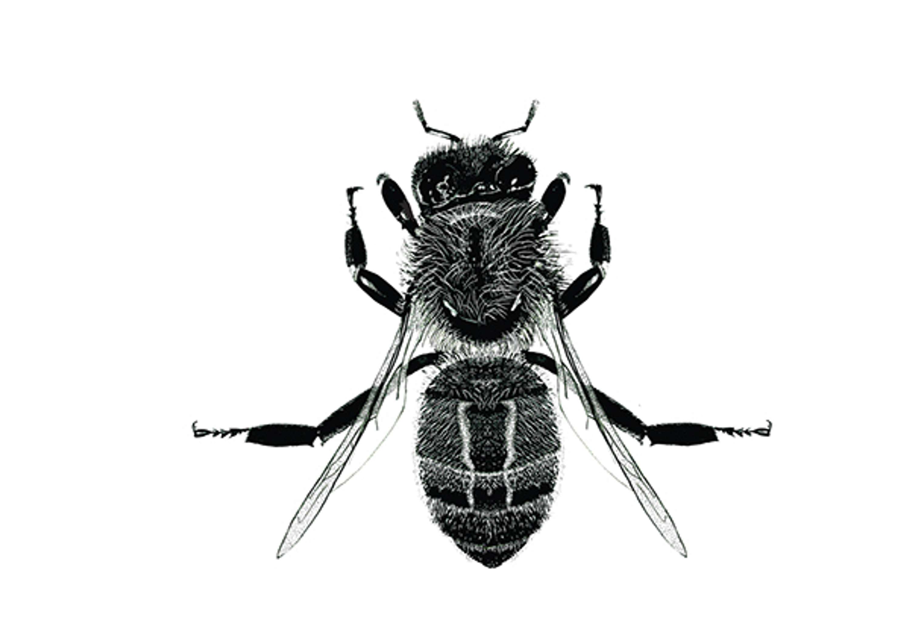 queen bee scientific illustration