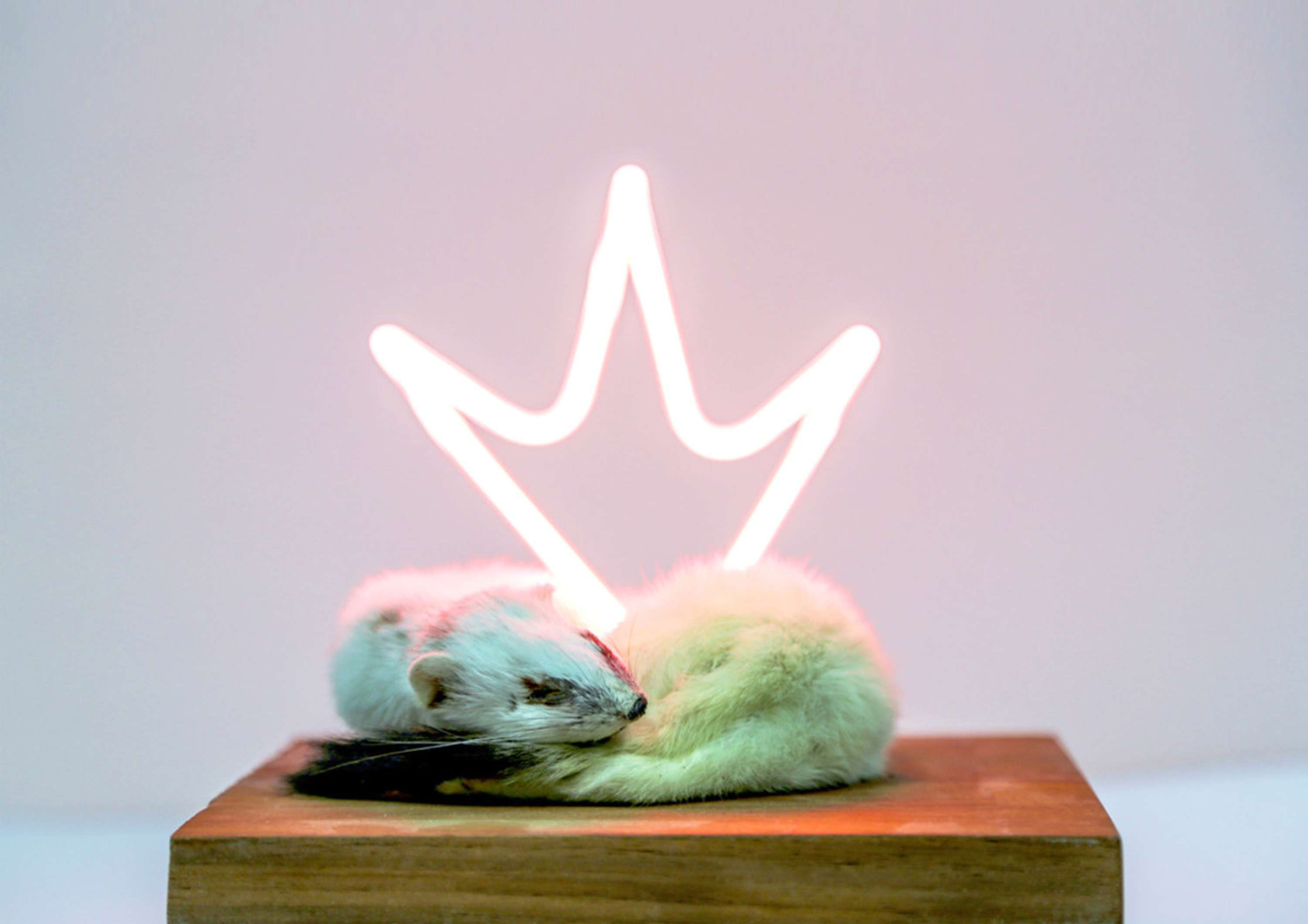 King by Harriet Horton