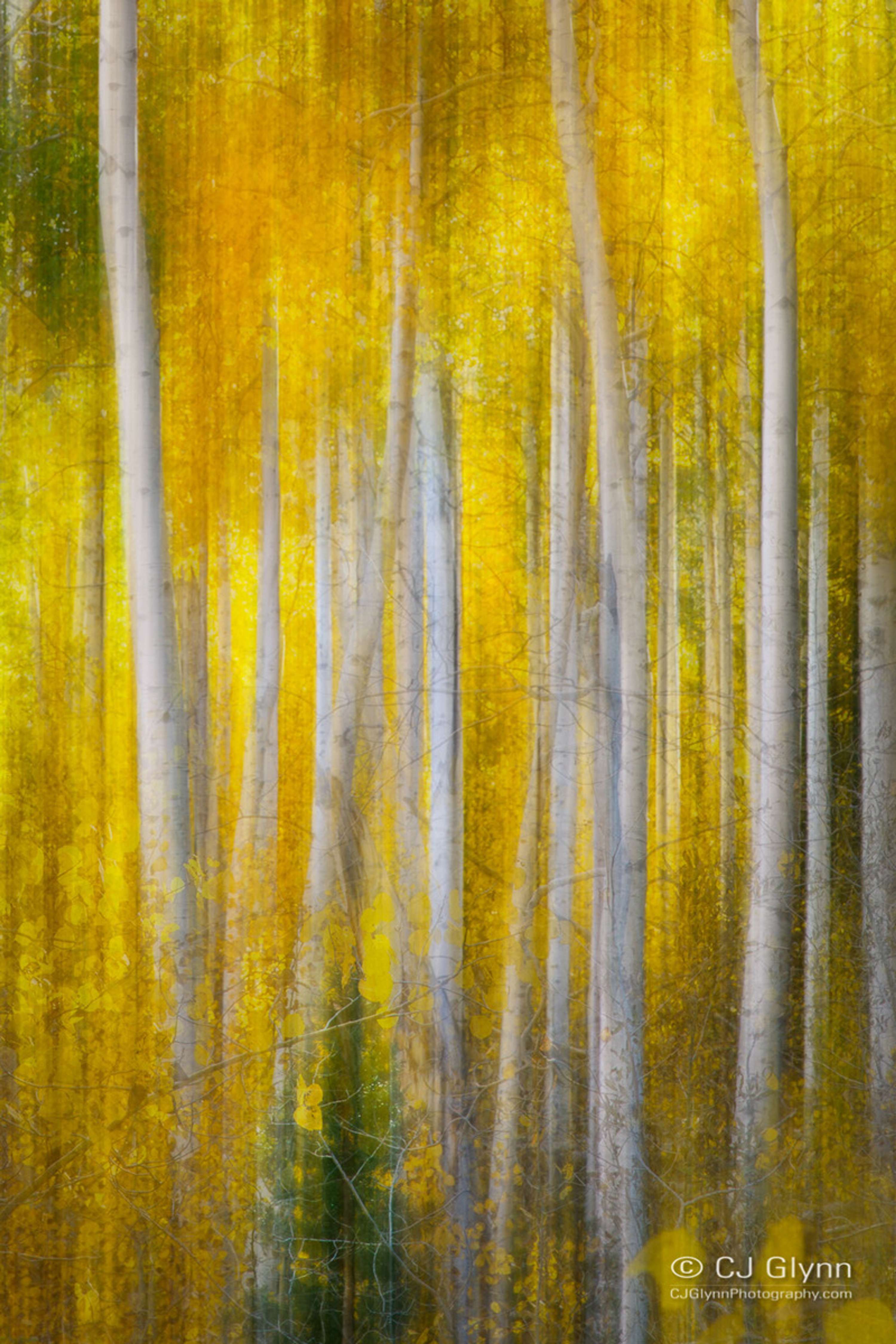 Eastern Sierra Fall Color by CJ Glynn