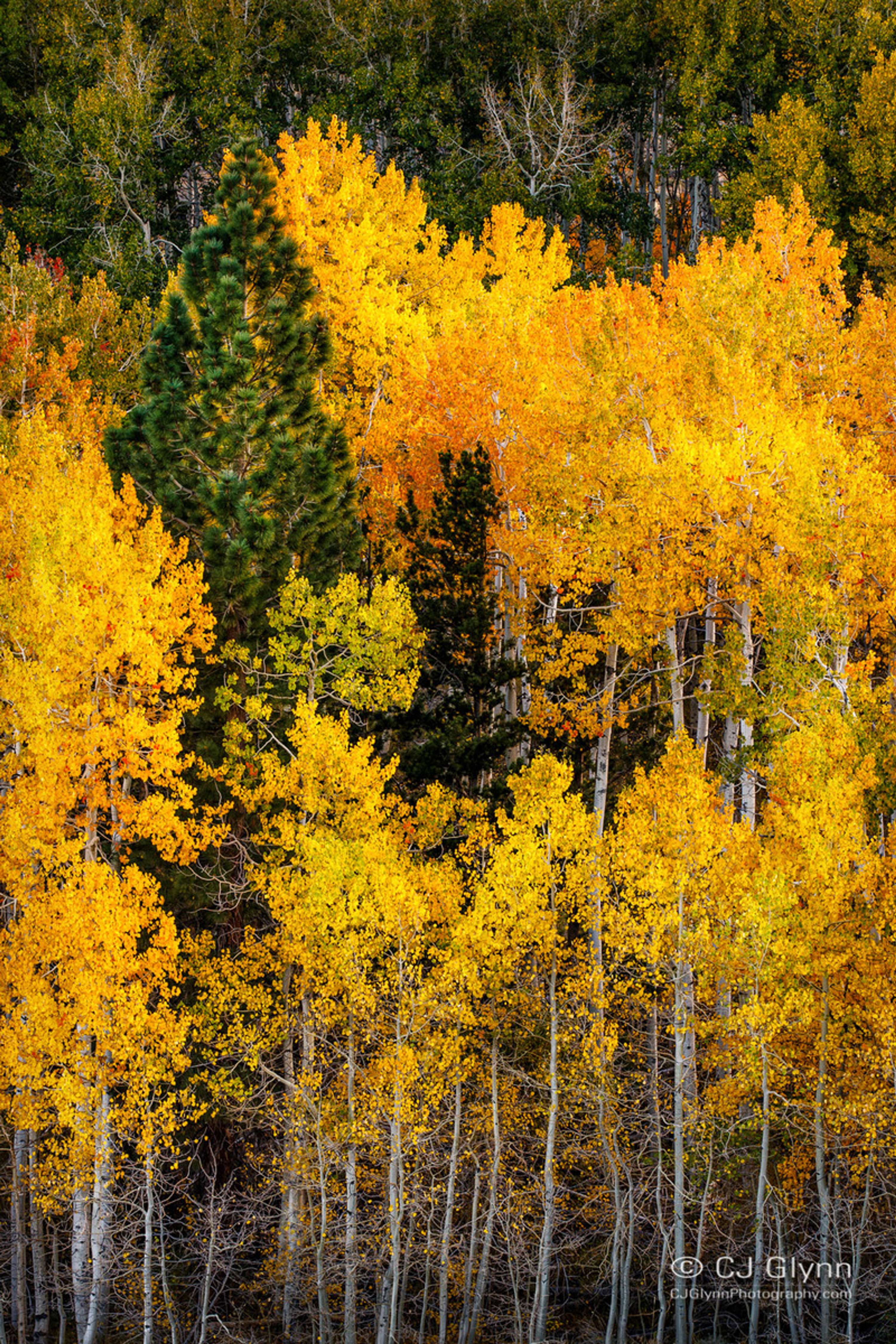 Eastern Sierra Fall Color by CJ Glynn