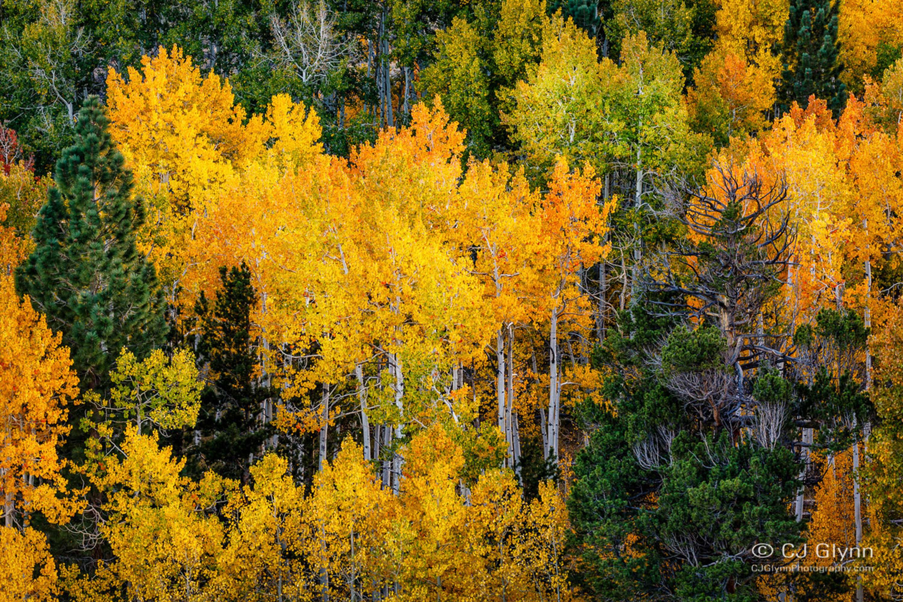 Eastern Sierra Fall Color by CJ Glynn