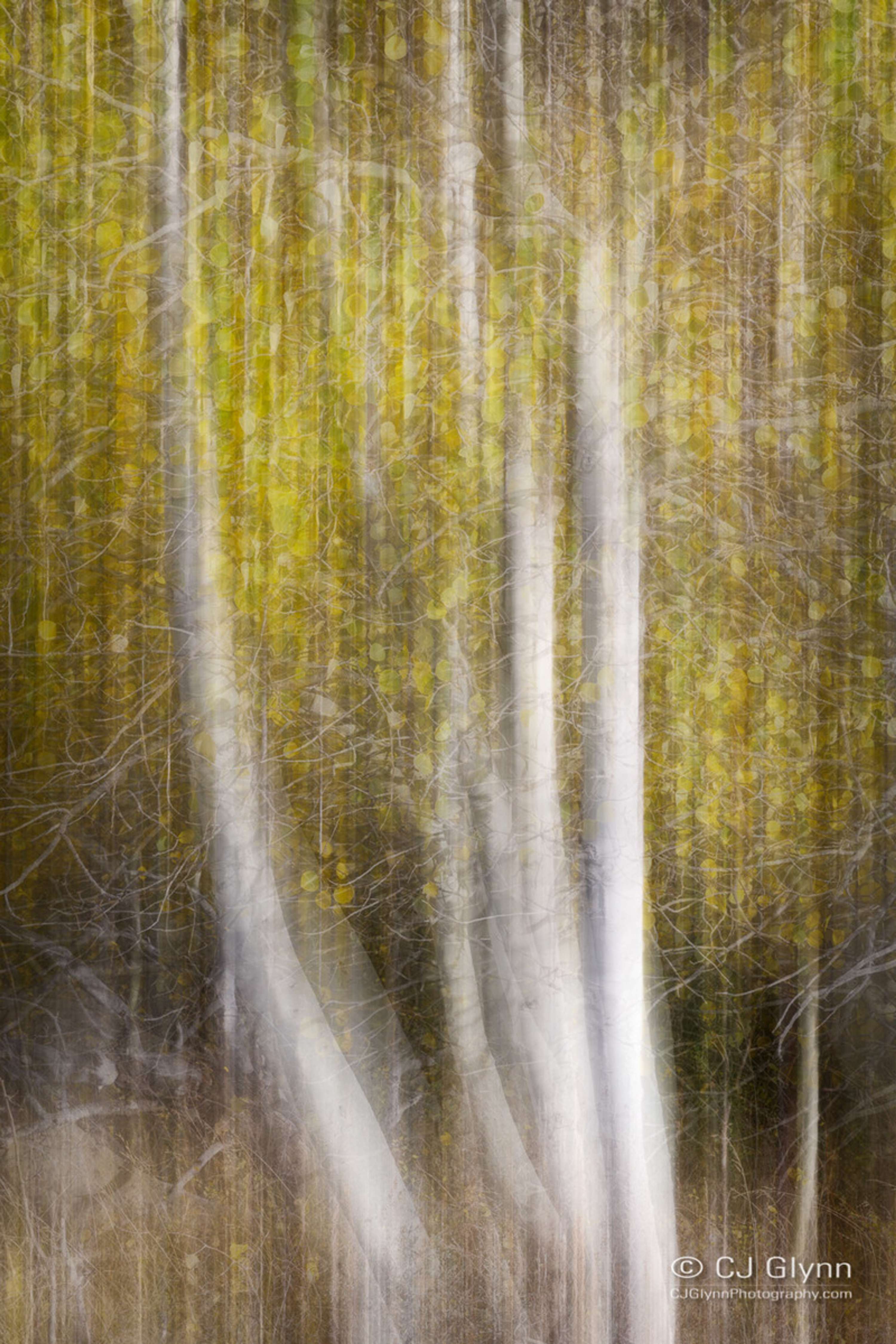 Eastern Sierra Fall Color by CJ Glynn