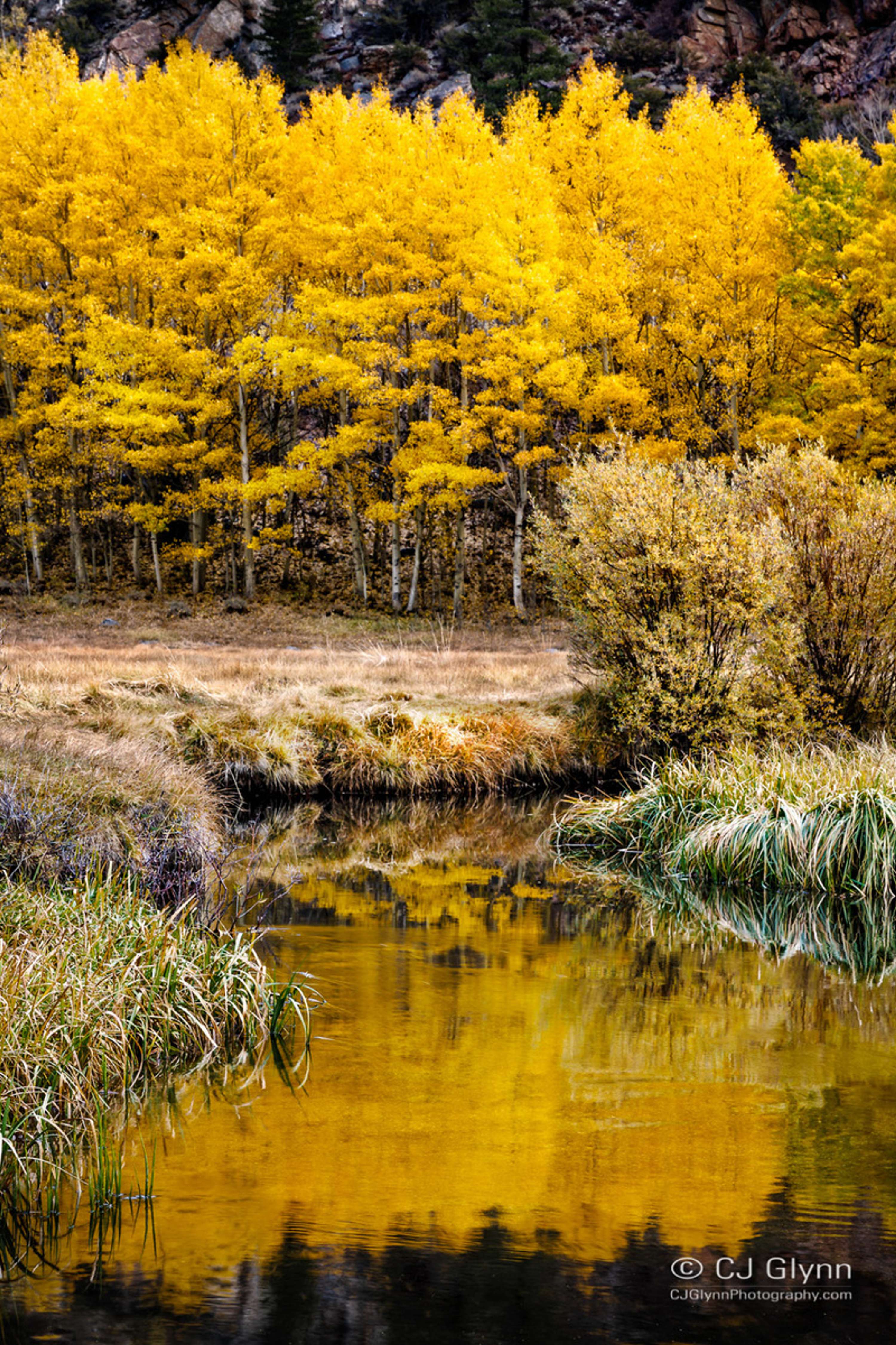 Eastern Sierra Fall Color by CJ Glynn