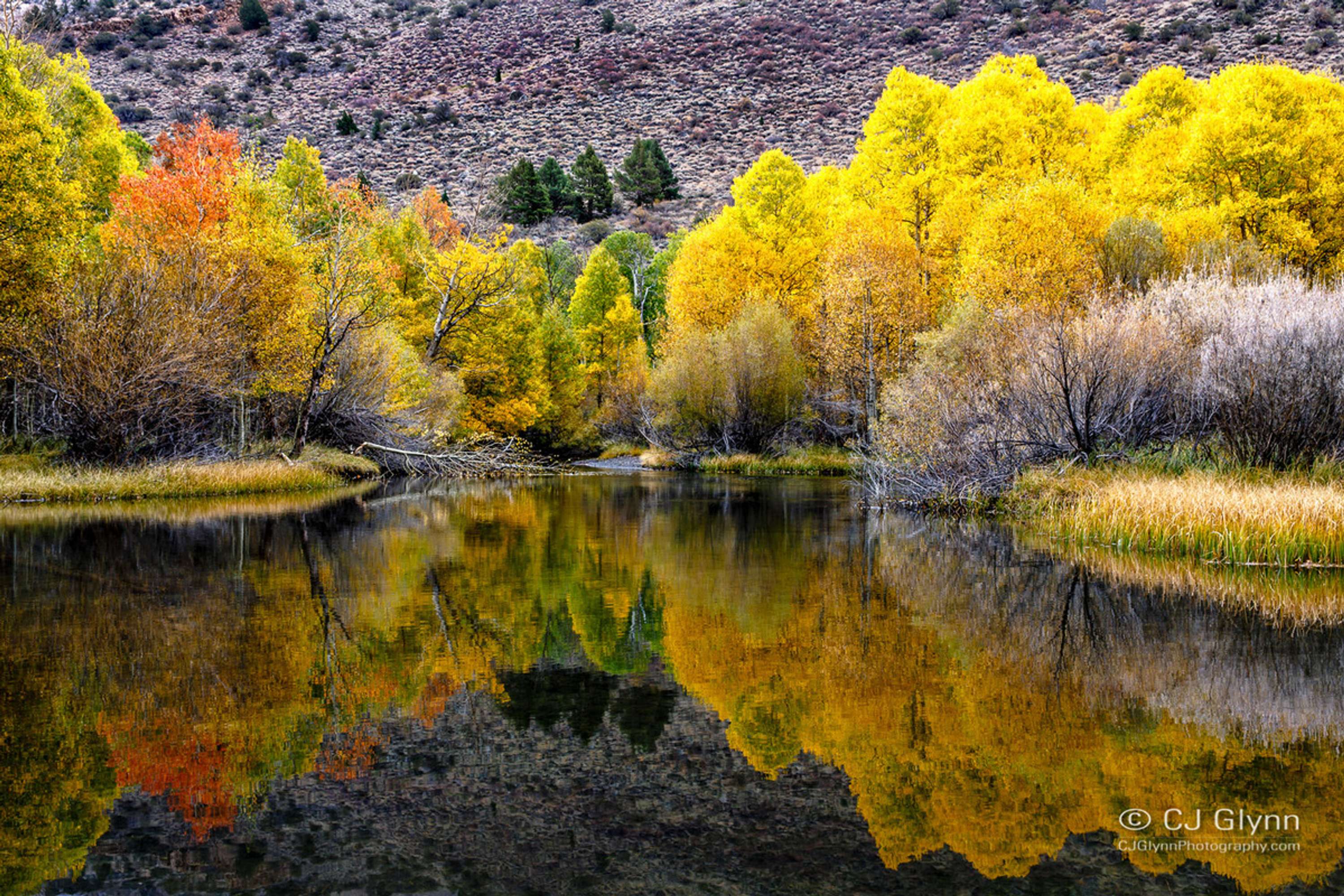 Eastern Sierra Fall Color by CJ Glynn