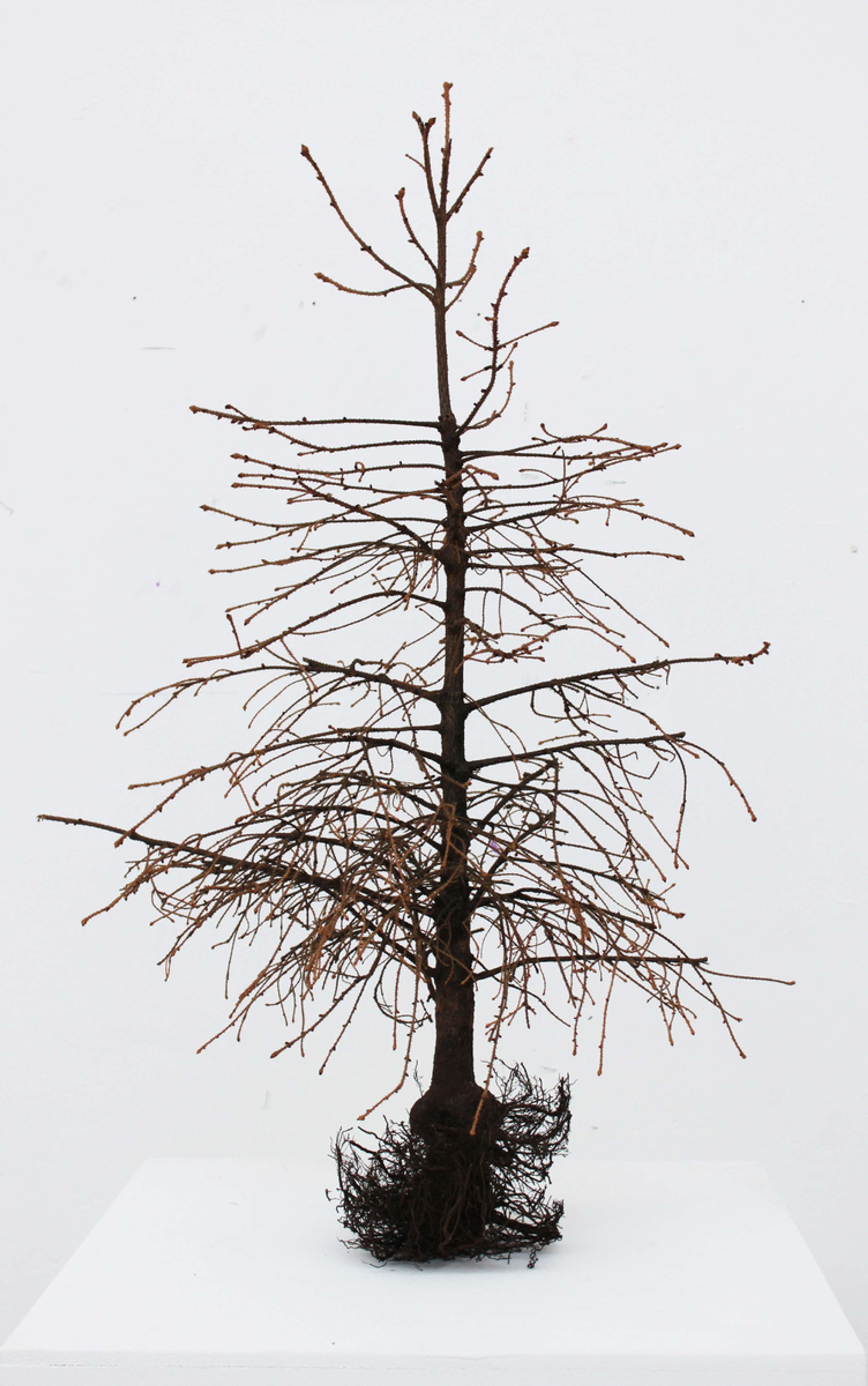 The Tree I Didn't Cast in Bronze by Georgia Markham