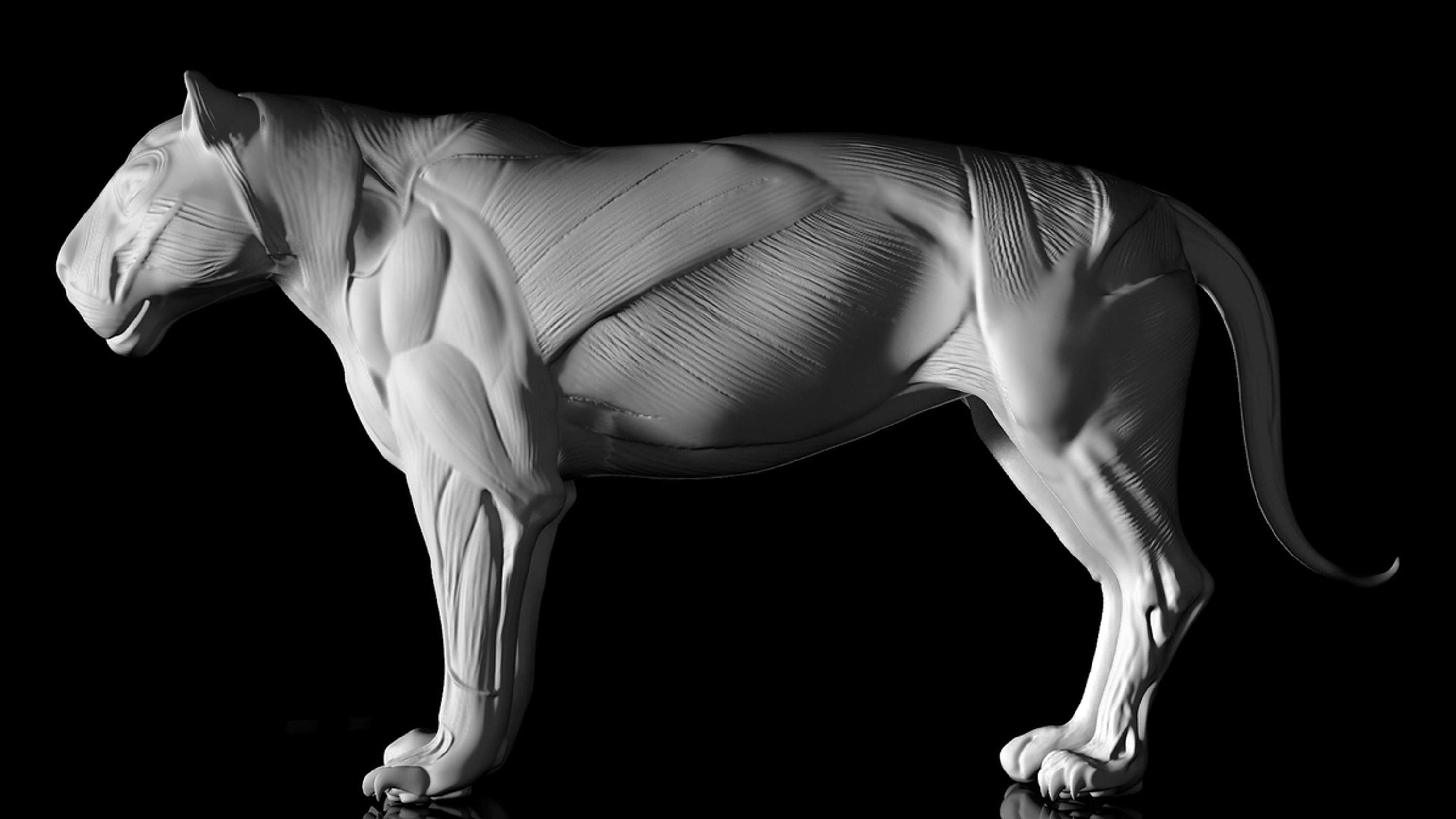 Anatomy Of Tiger