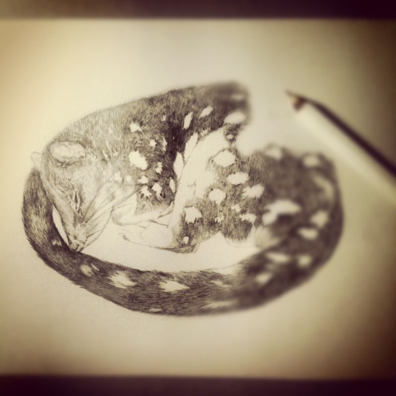 Works In Progress - Book Illustrations by Meeri Anneli