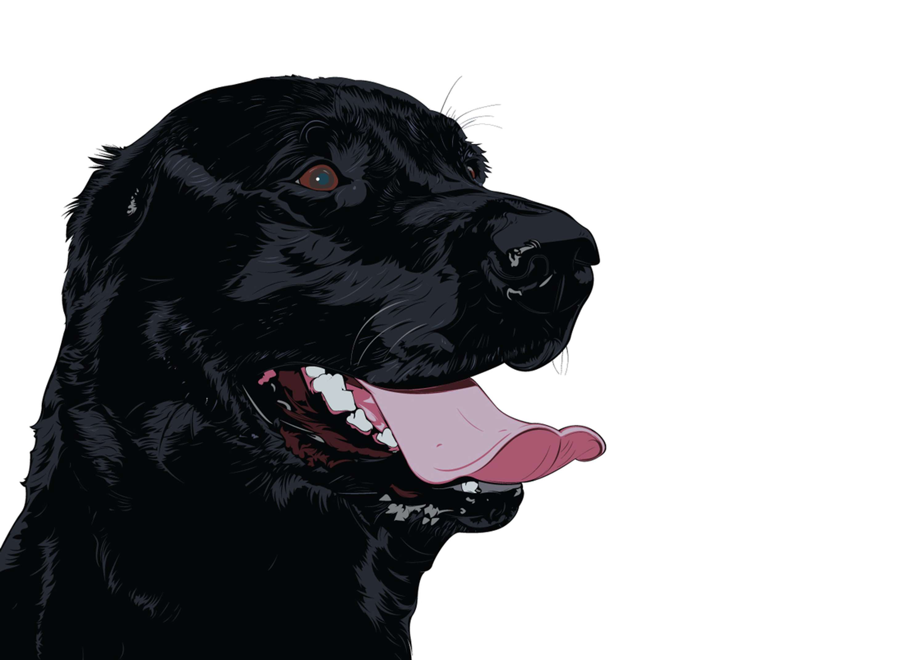 Black Lab' by Tim Nicholson