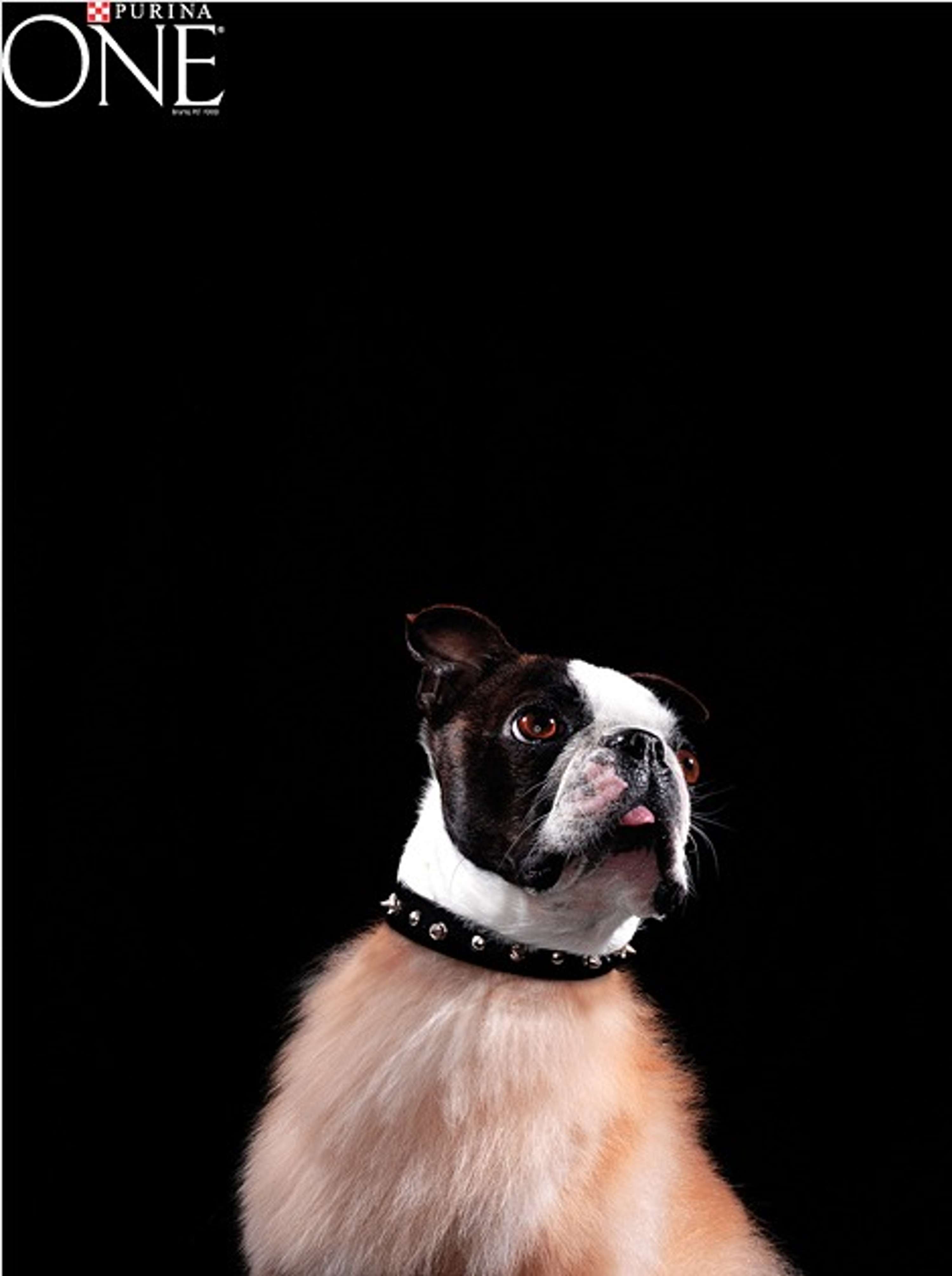 PURINA ONE by Brock Elbank
