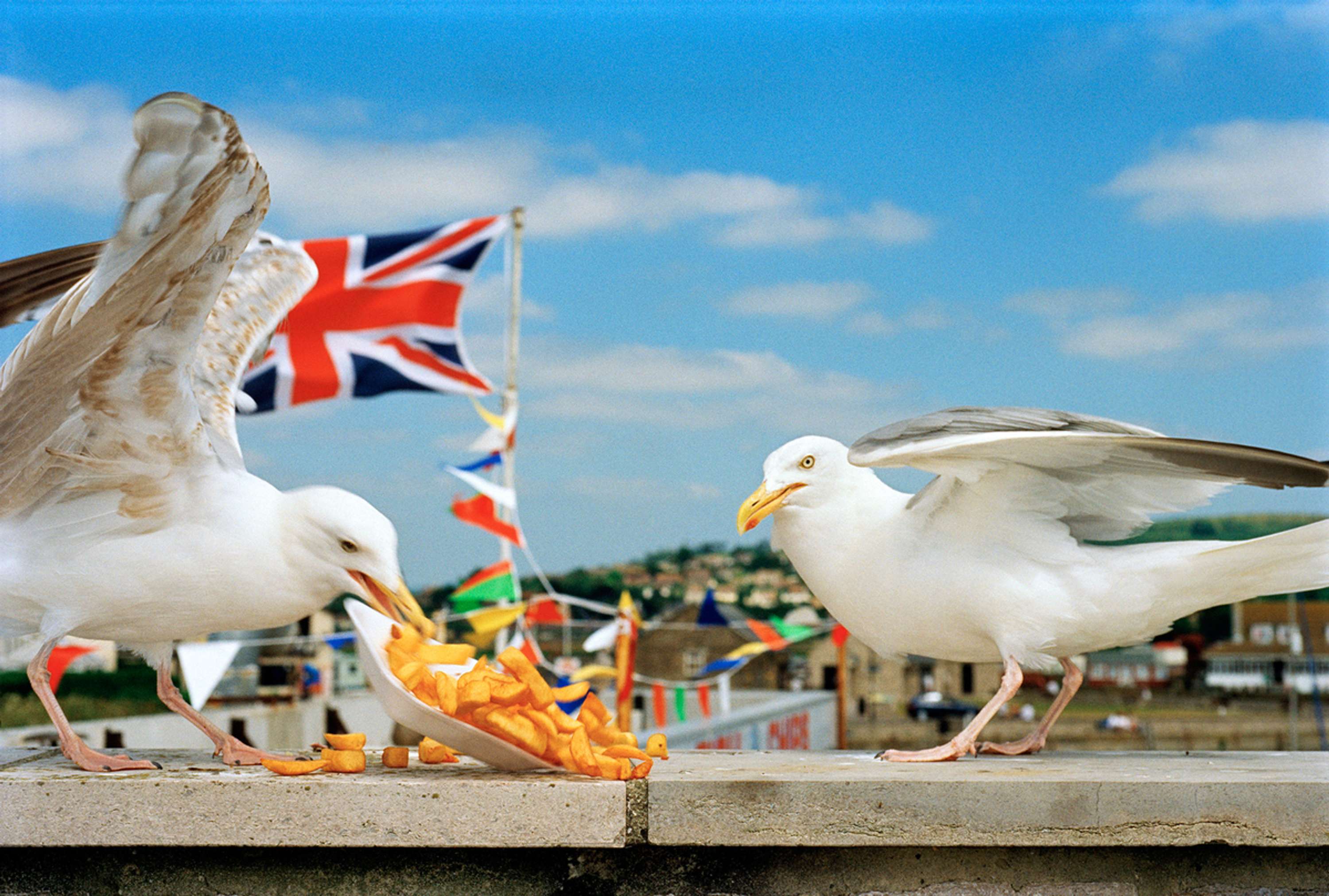 Martin Parr "Think of England" by DMB