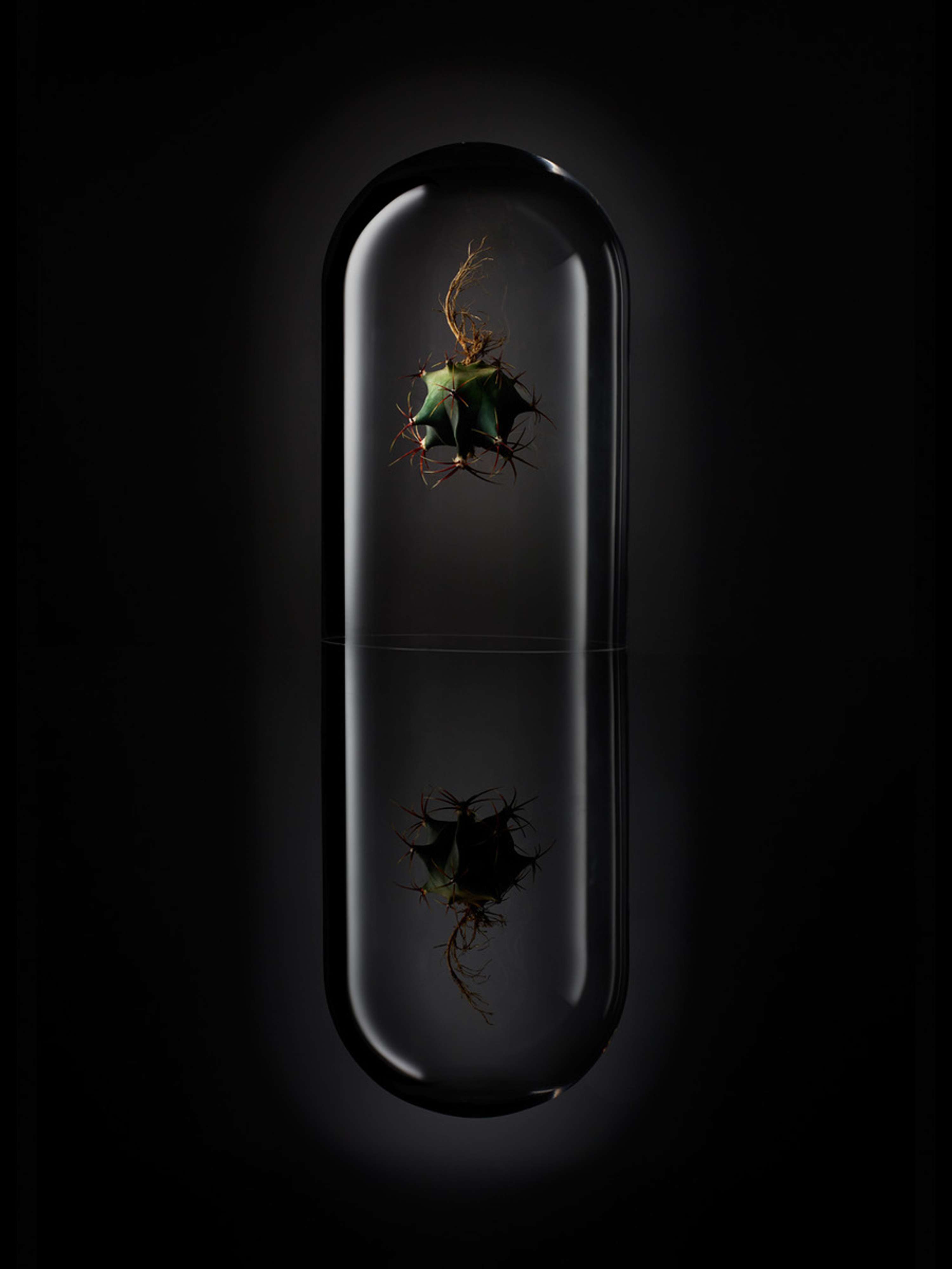 Experiments in Sculptural Botanica by Tal Silverman