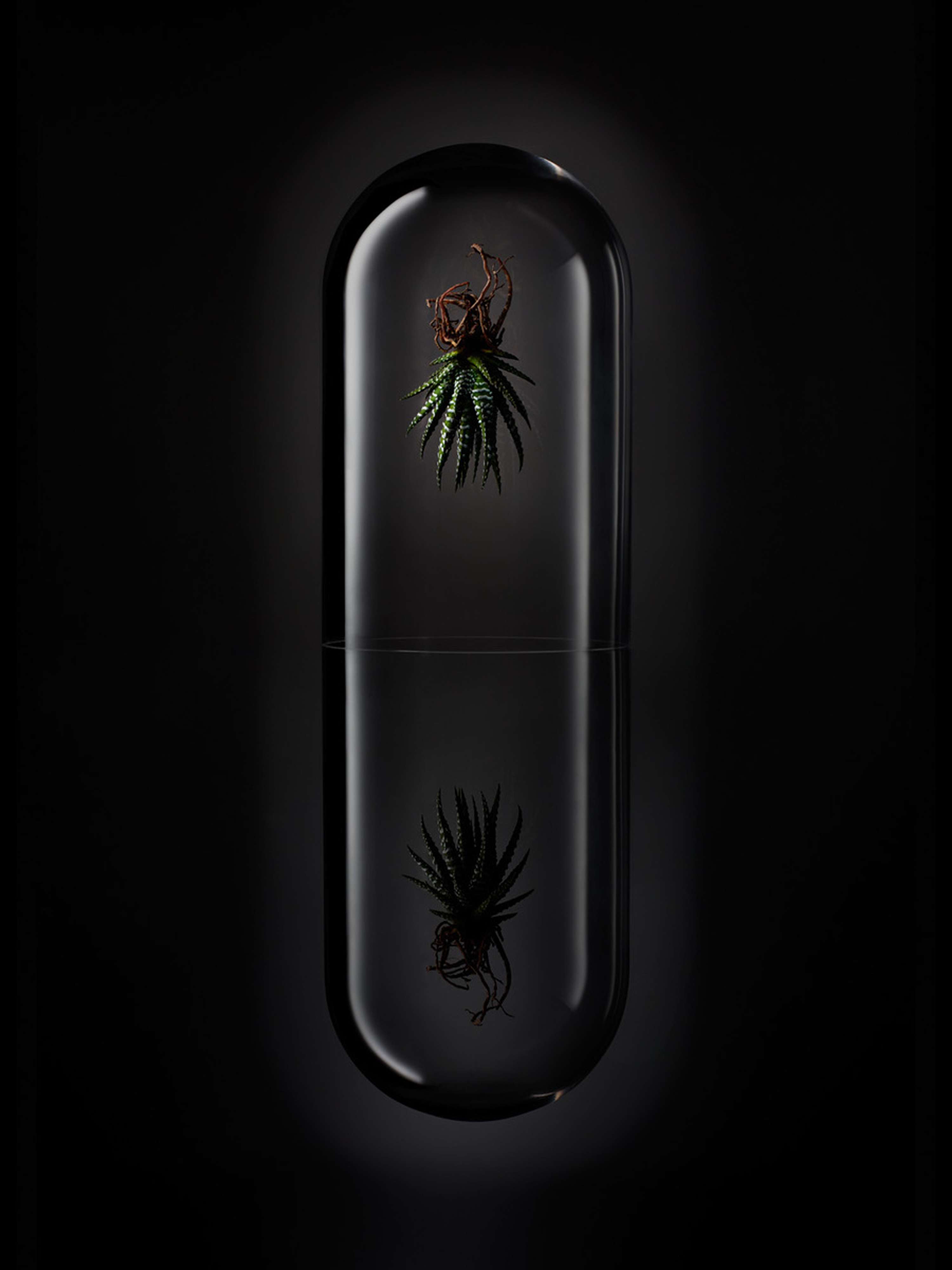Experiments in Sculptural Botanica by Tal Silverman