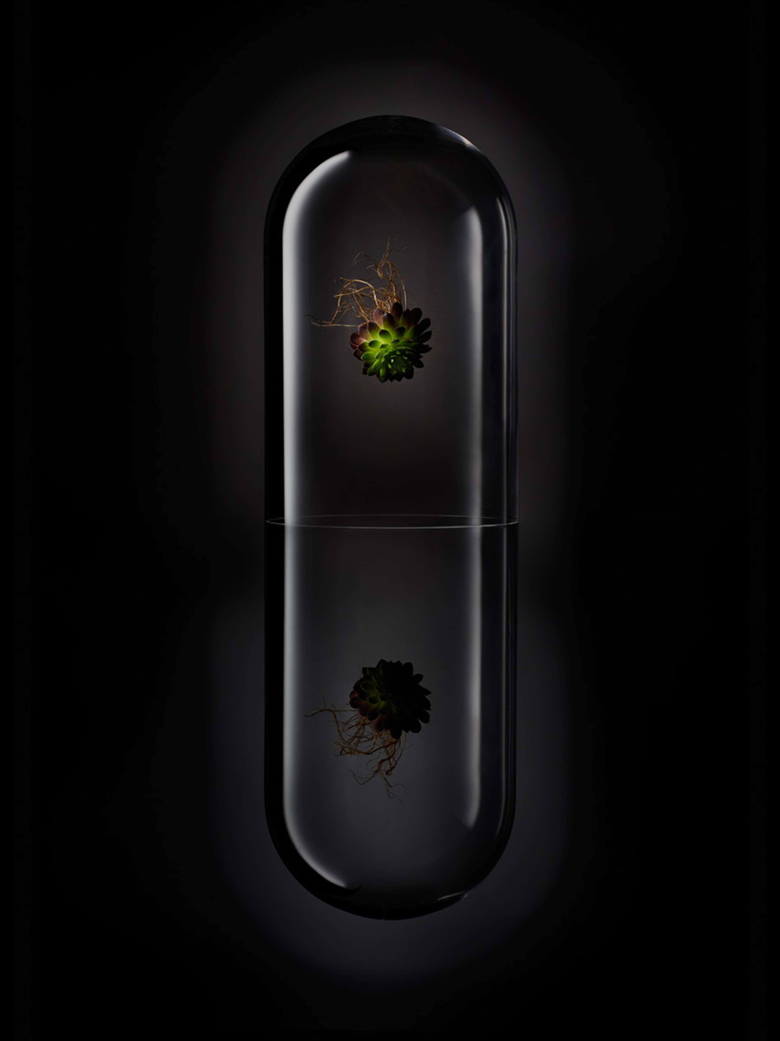Experiments in Sculptural Botanica by Tal Silverman