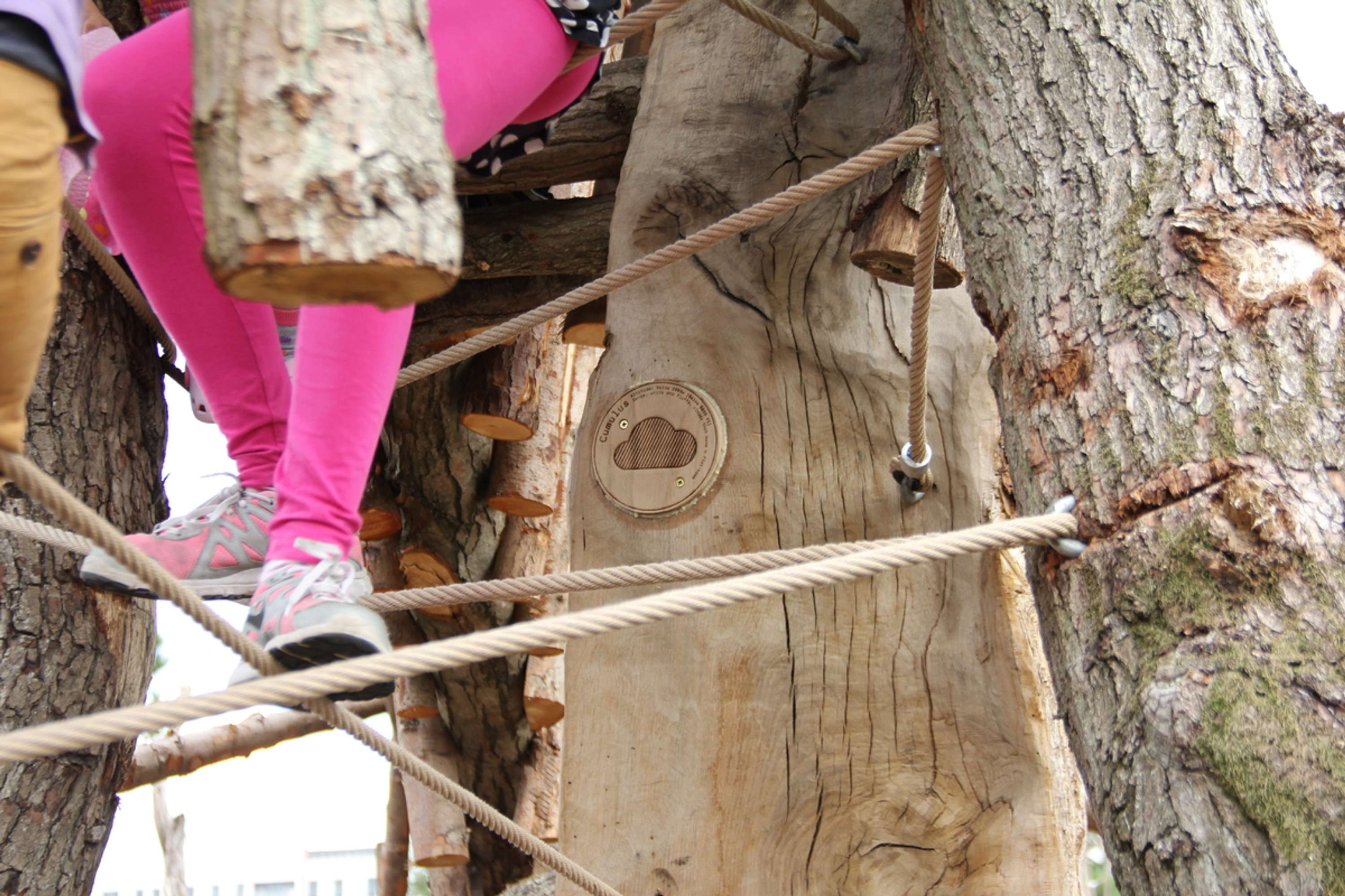 The Scots Pine Cloud Observatory by Fieldwork Facility
