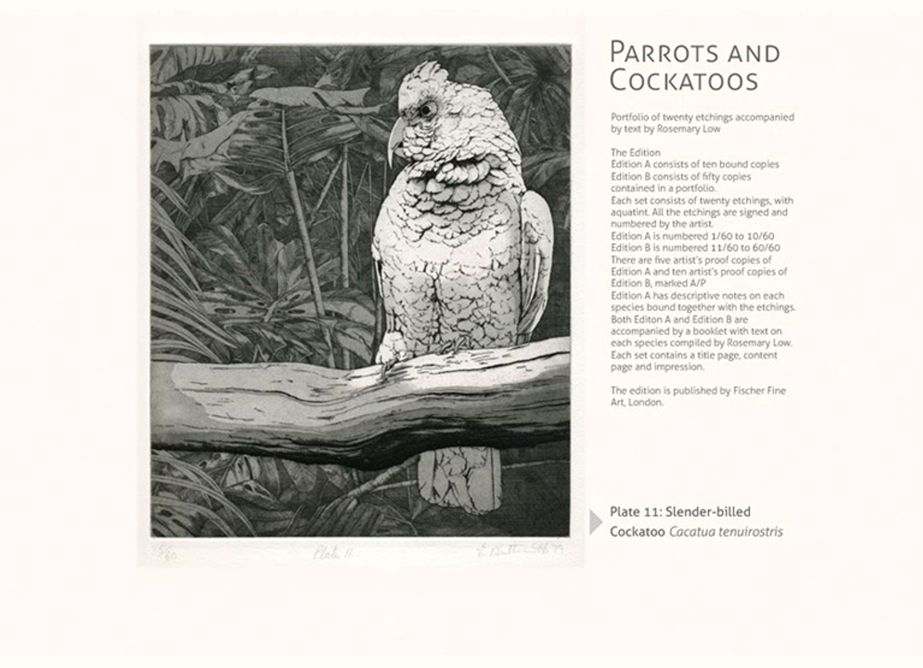 Elizabeth Butterworth. Website design by Tom Climpson