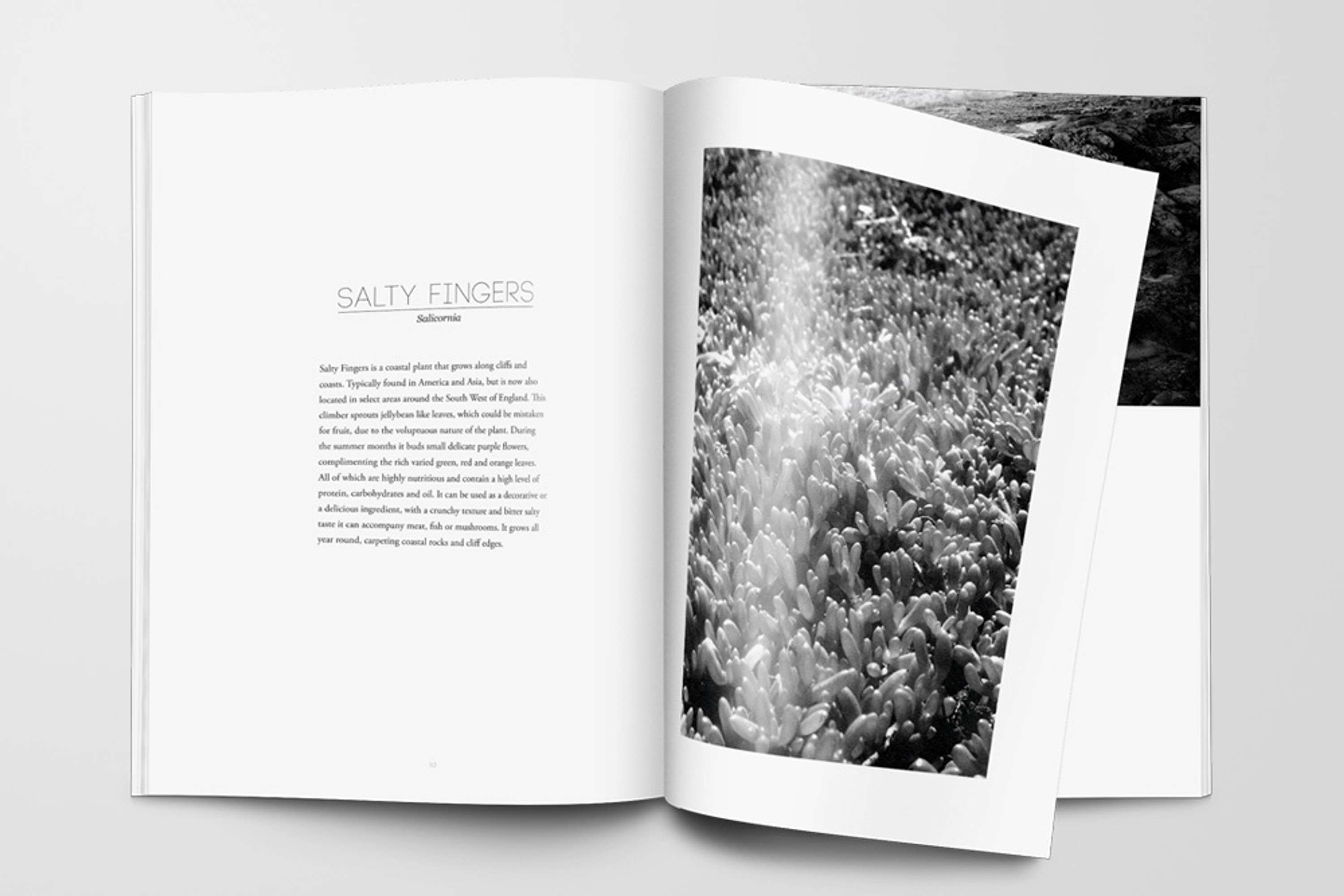 Coastal foraging by Vincent Duff