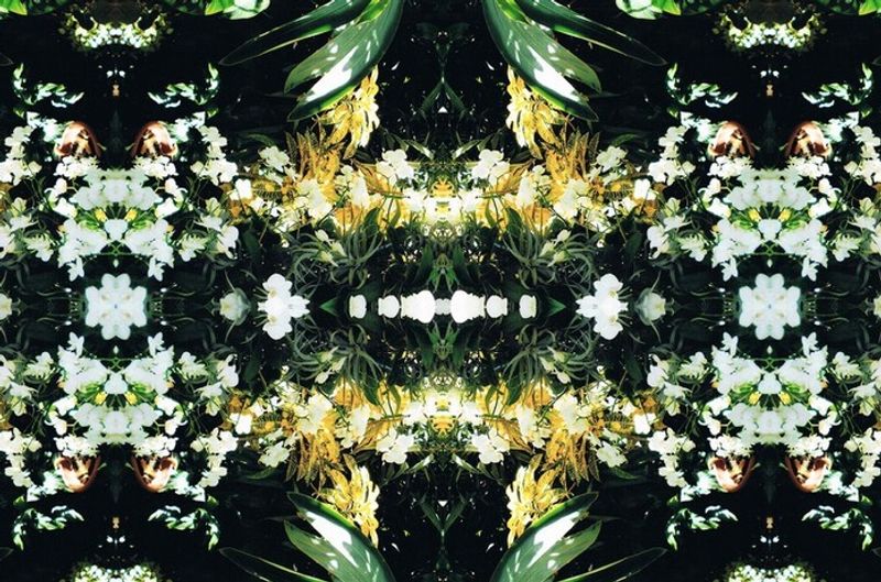 Jungle by Emily Auger