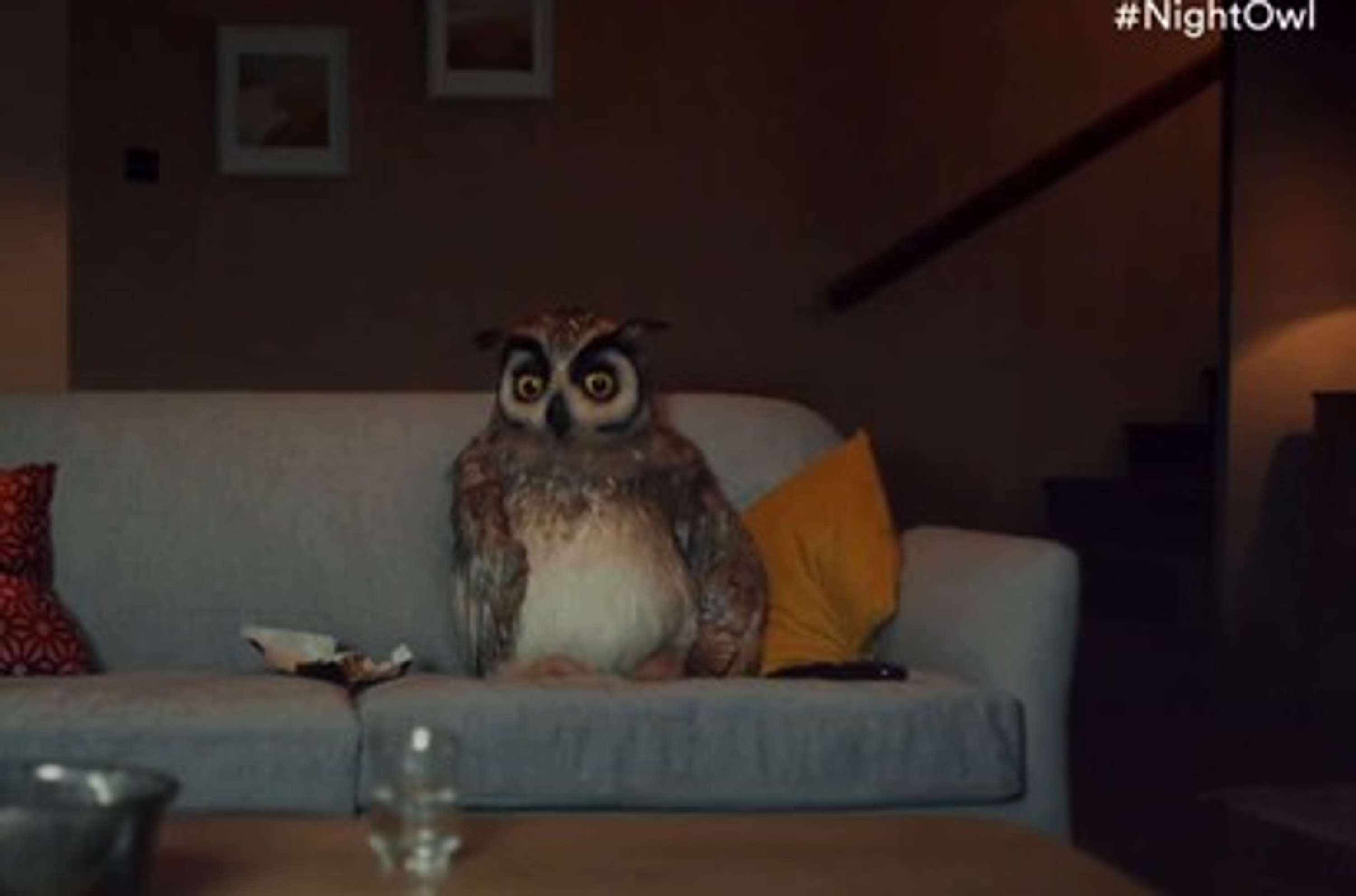 Night Owl Viewer Night Owl Viewer