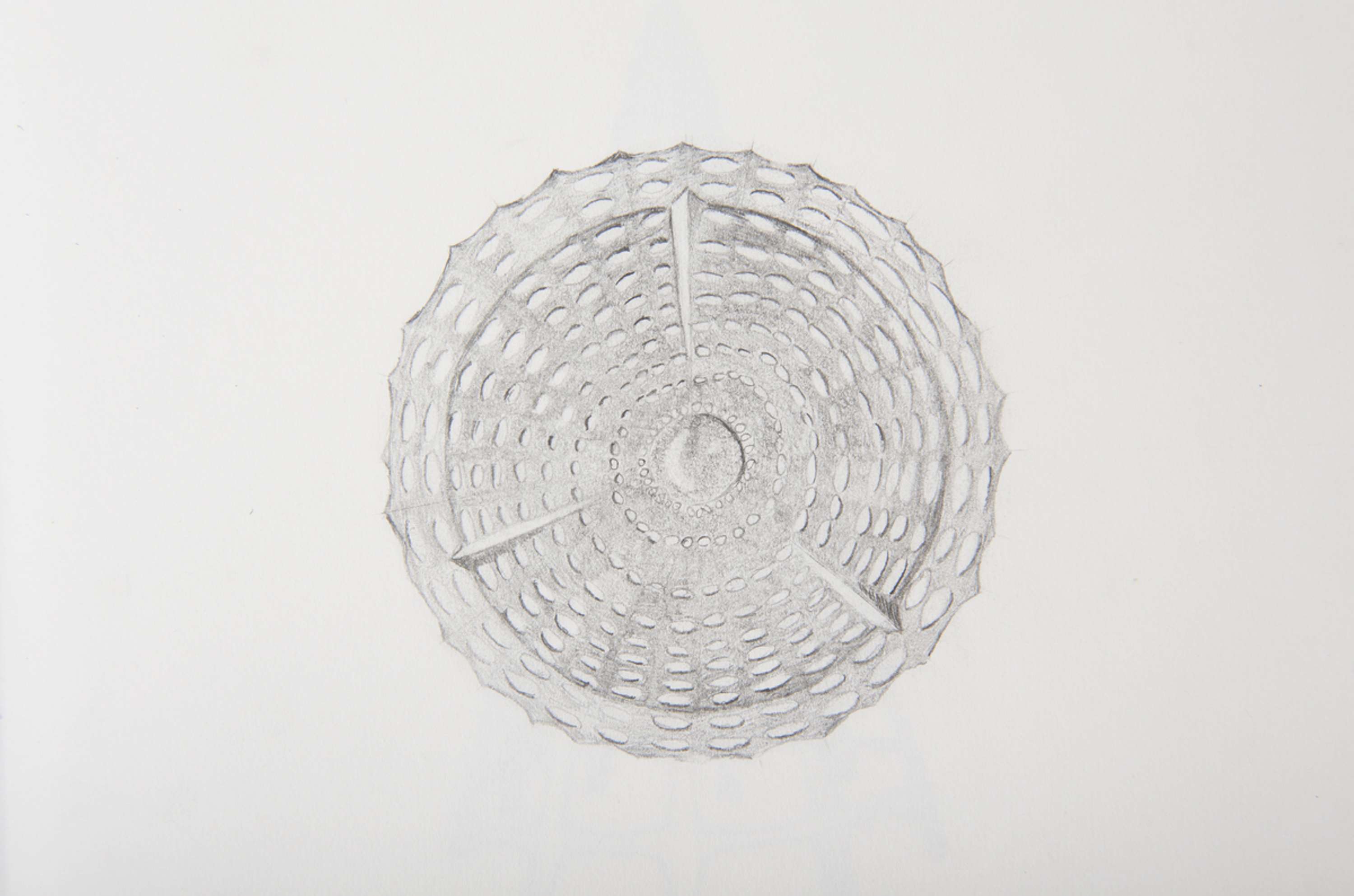 Drawing Skills - Botanical by Lydia Matthews