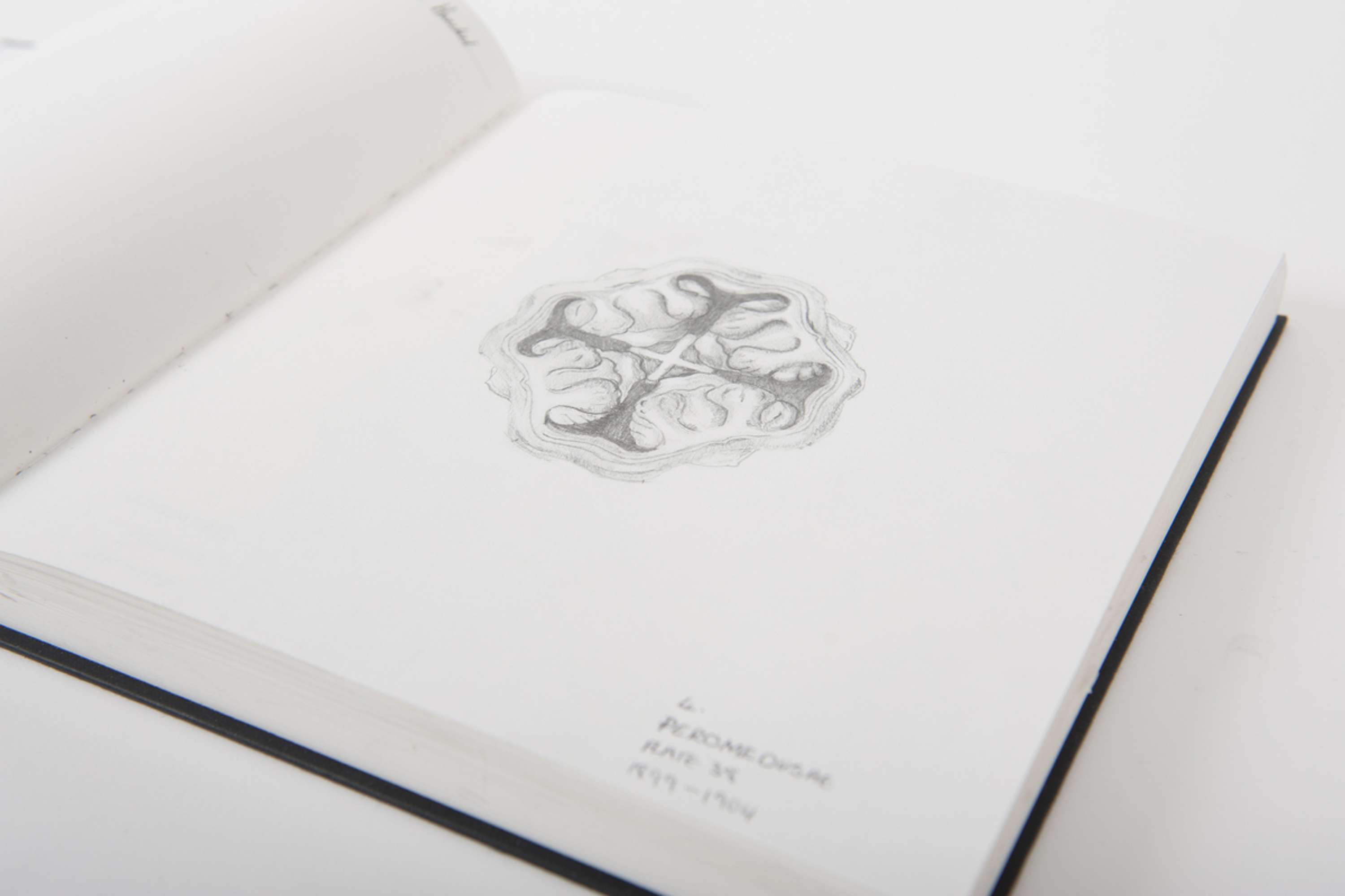 Drawing Skills - Botanical by Lydia Matthews