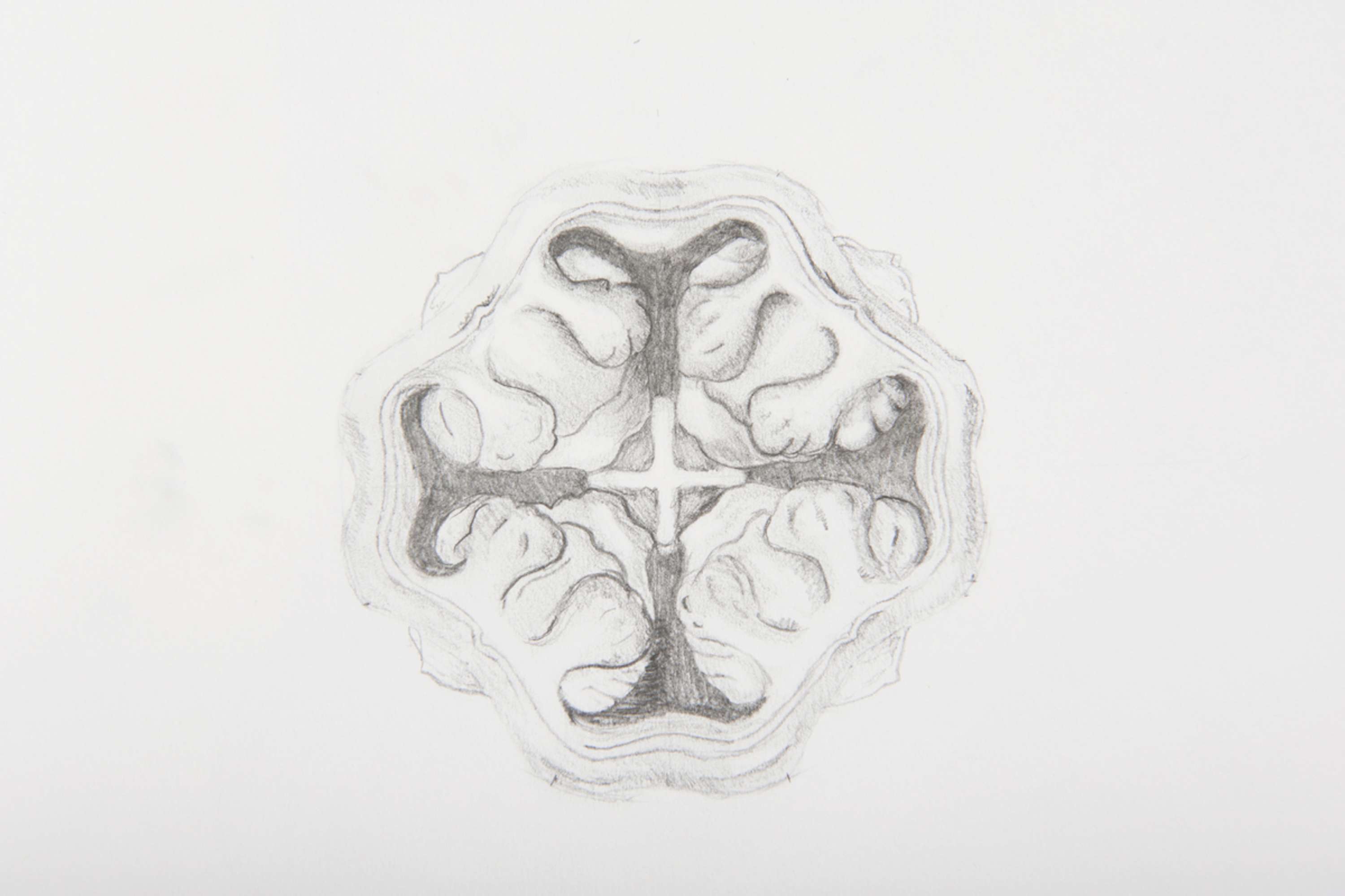 Drawing Skills - Botanical by Lydia Matthews