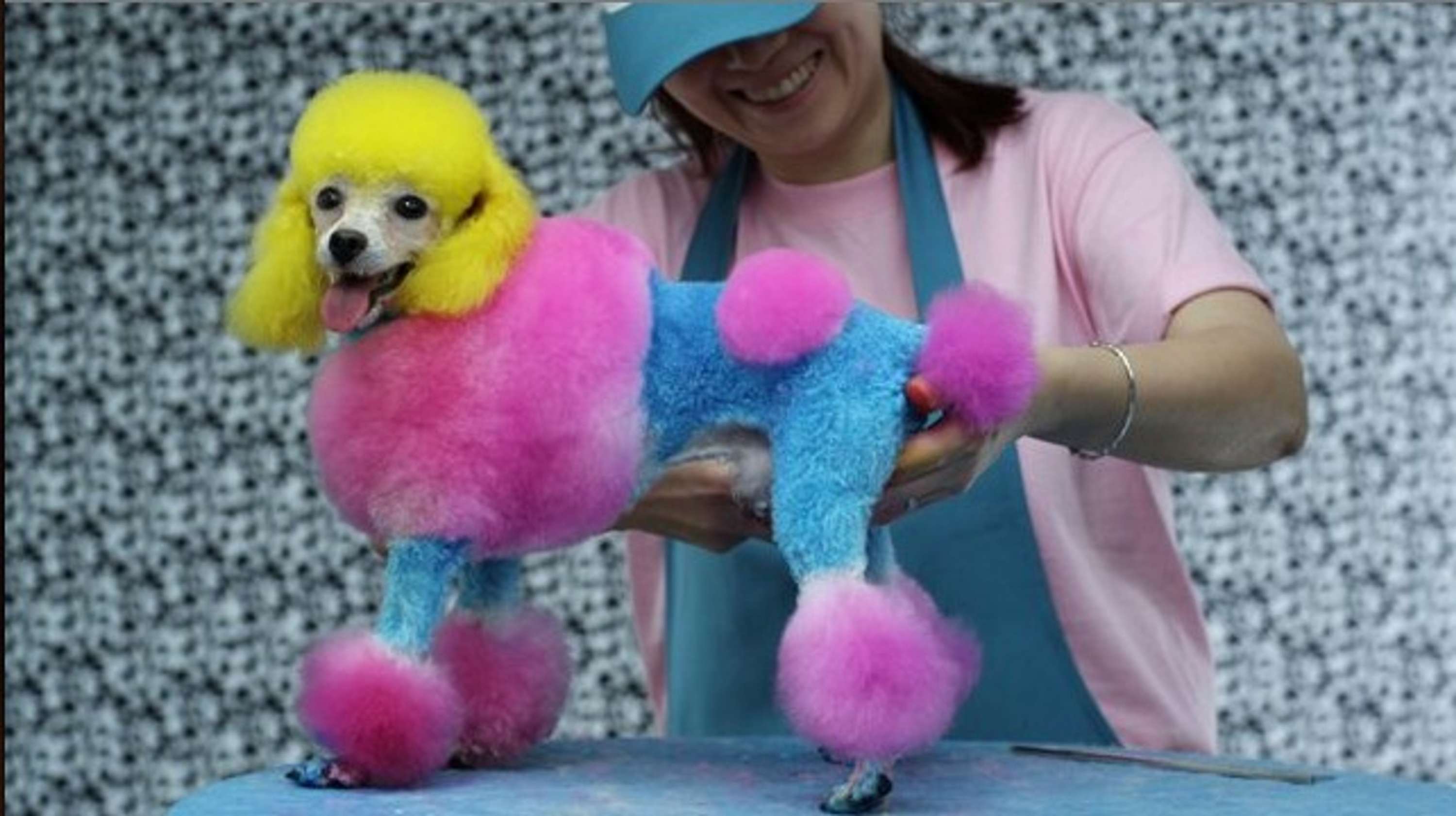 Nokia Poodle Loop by Hollie Newton