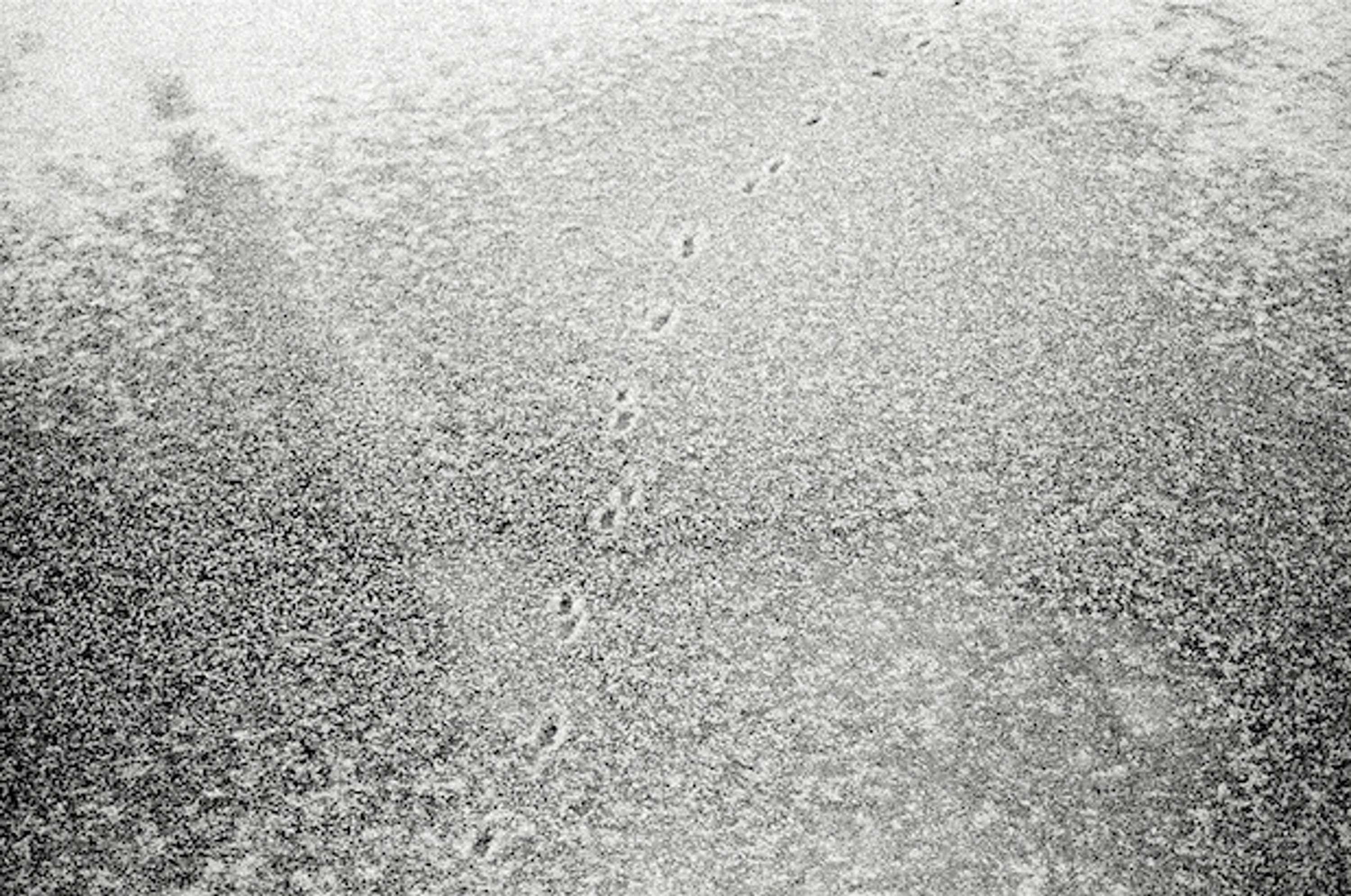 Transition by Dorota Beau-Ingle