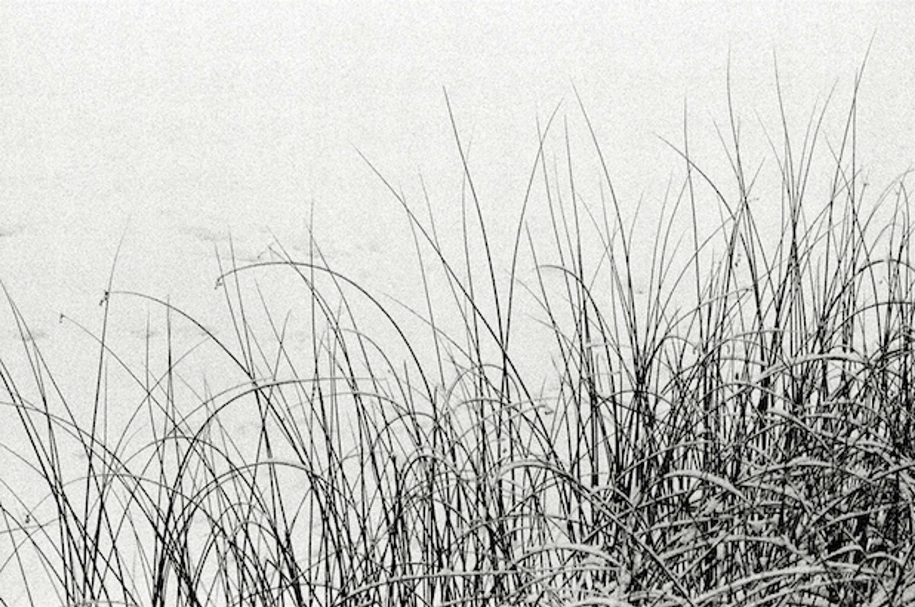 Transition by Dorota Beau-Ingle