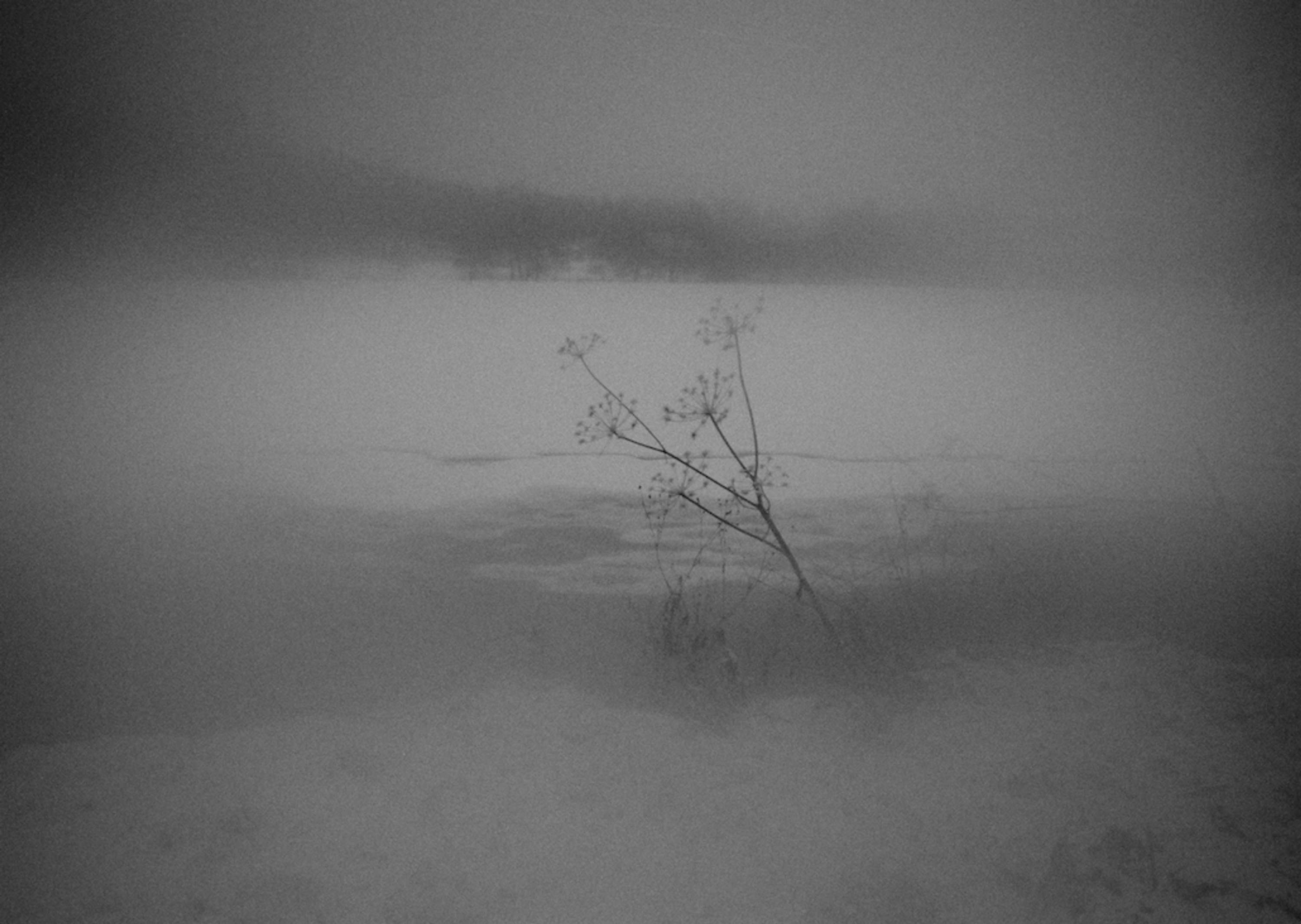 Transition by Dorota Beau-Ingle