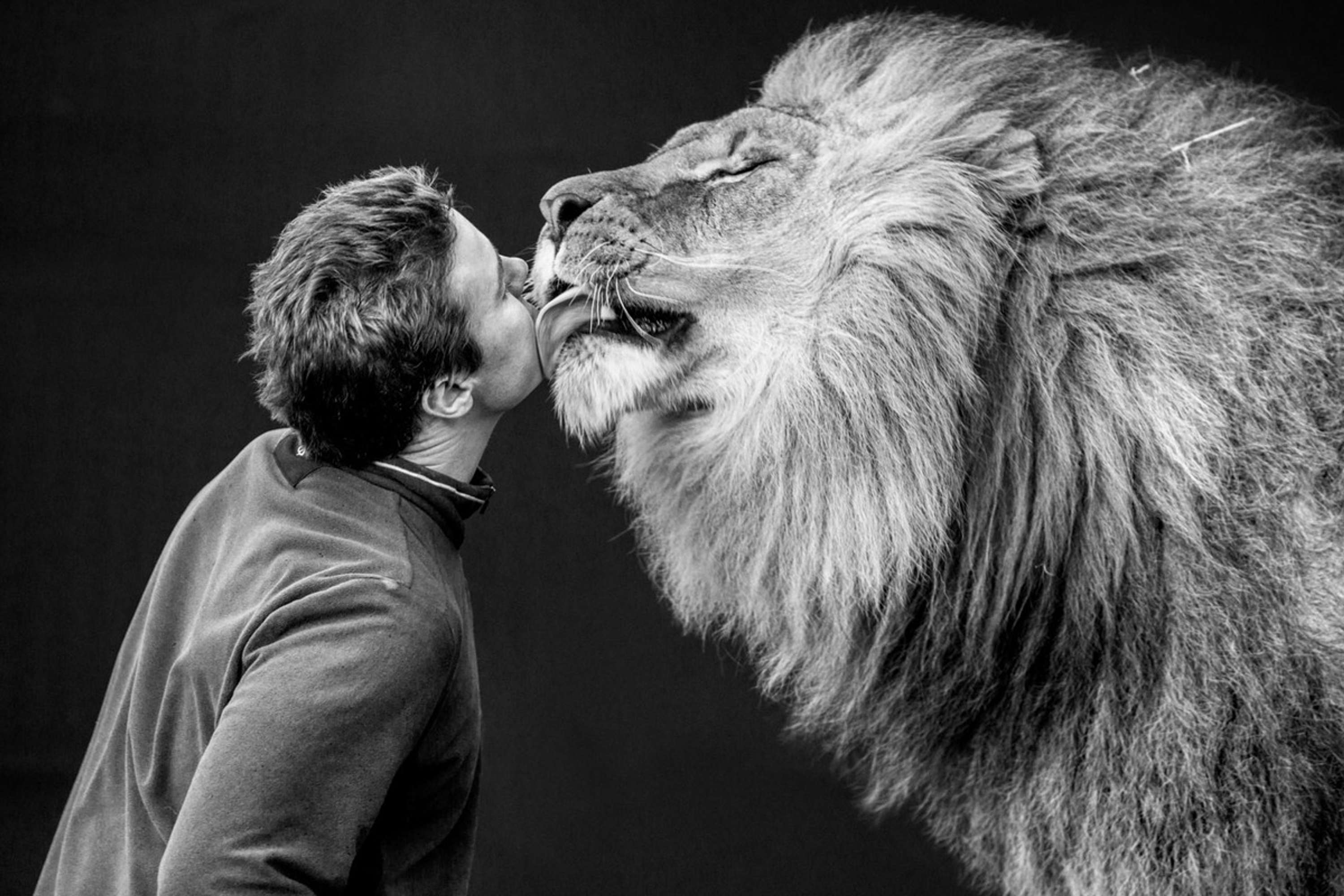 Лев мужчина цвет. Lion Tamer. Лев фото. Человек Лев. Лев рядом с человеком.
